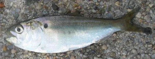 Baitfish