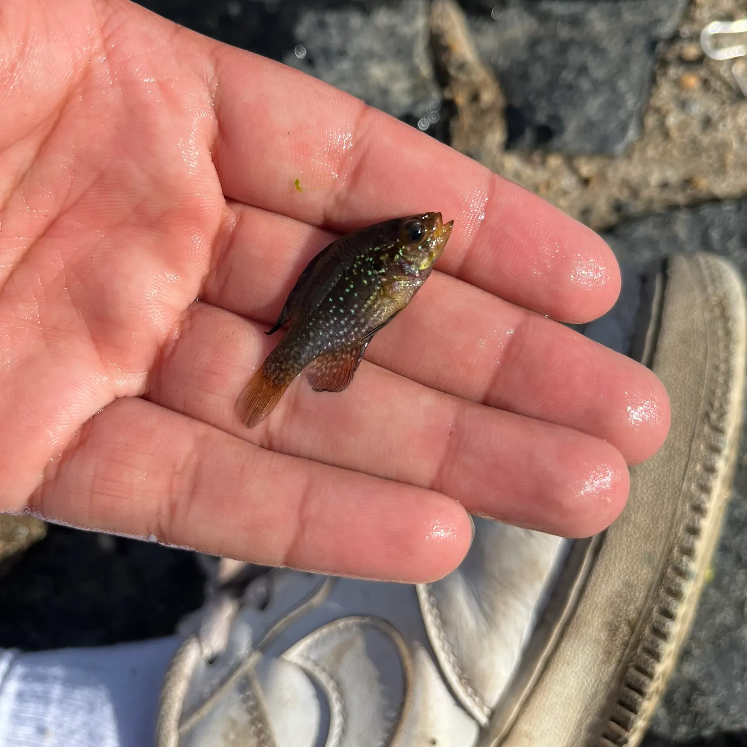 The most recent Bluespotted sunfish catches on Fishbrain