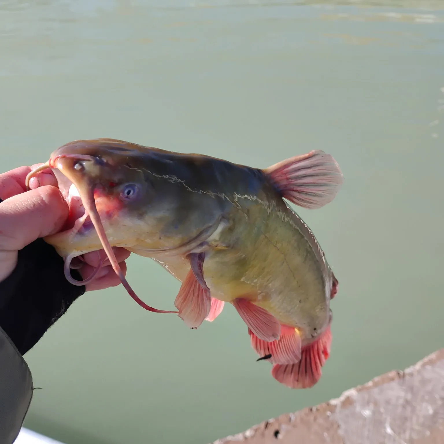The most recent Yellow bullhead catches on Fishbrain