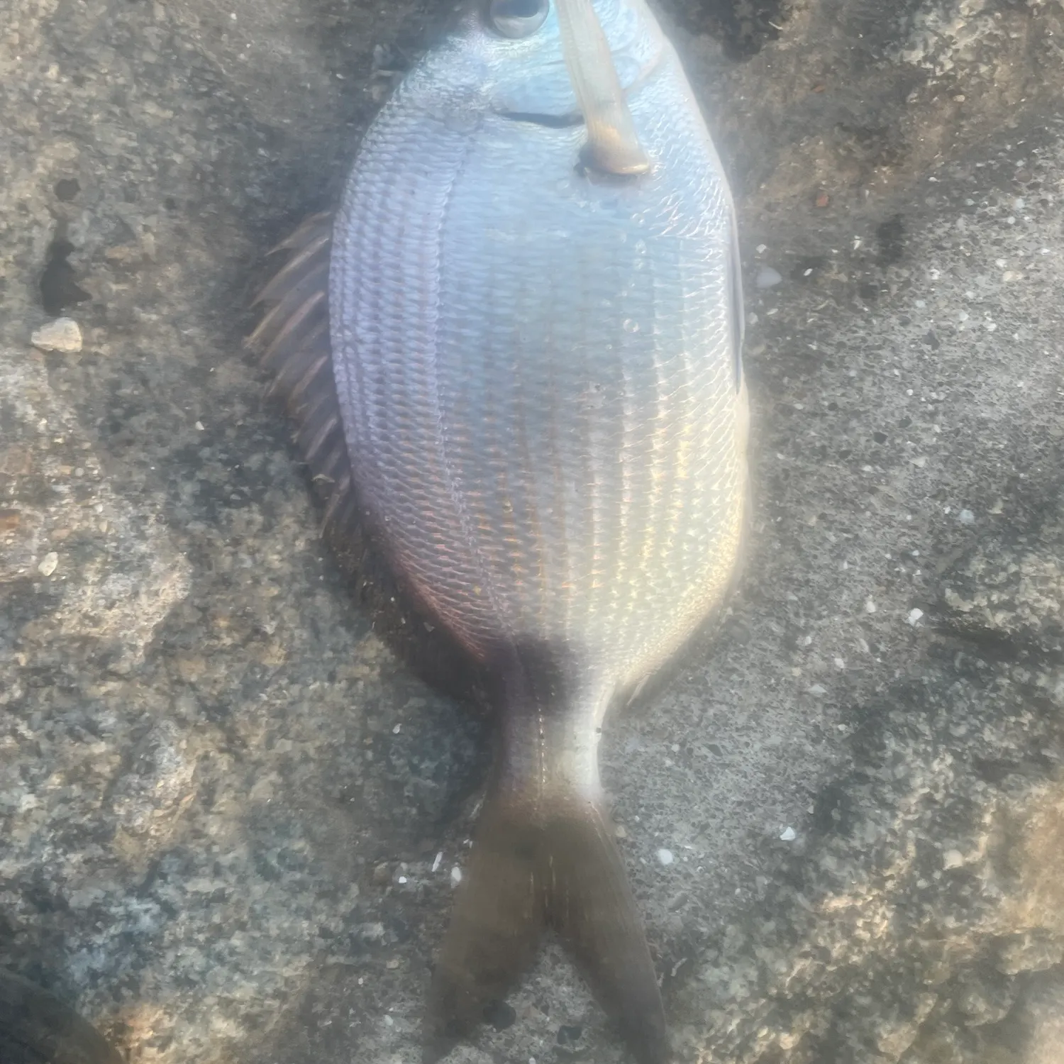 Common two-banded seabream caught on Fishbrain