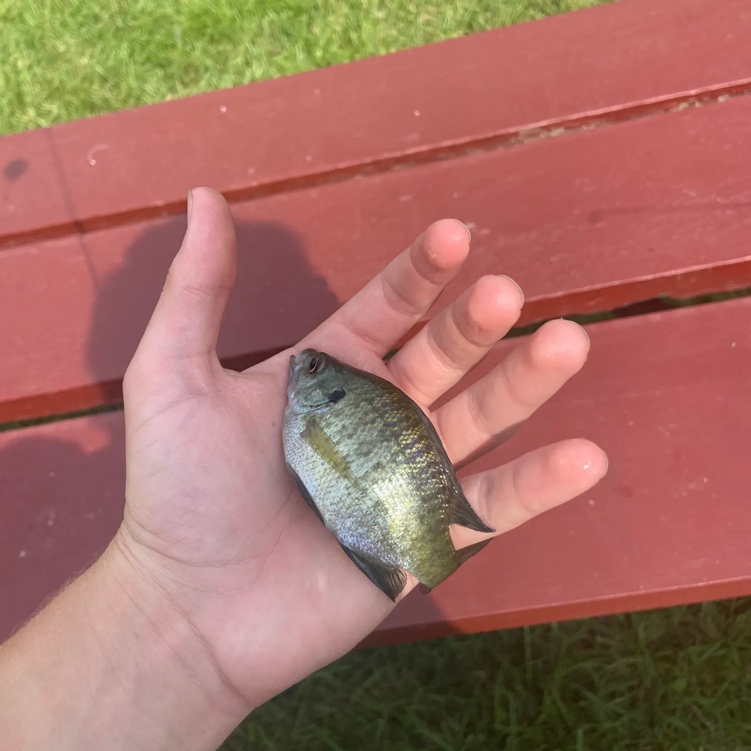 Bluegill caught on Fishbrain