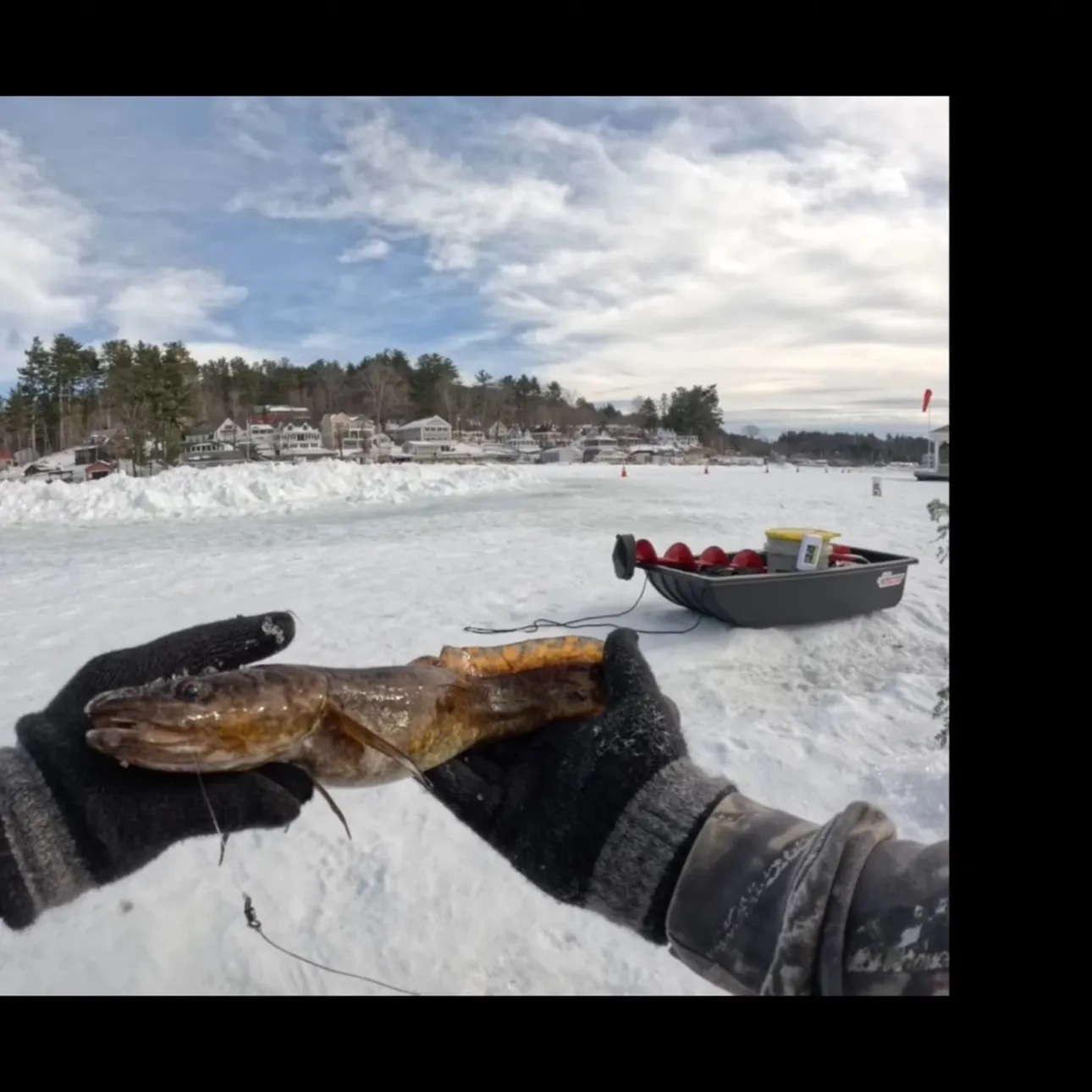 The most recent Burbot catches on Fishbrain