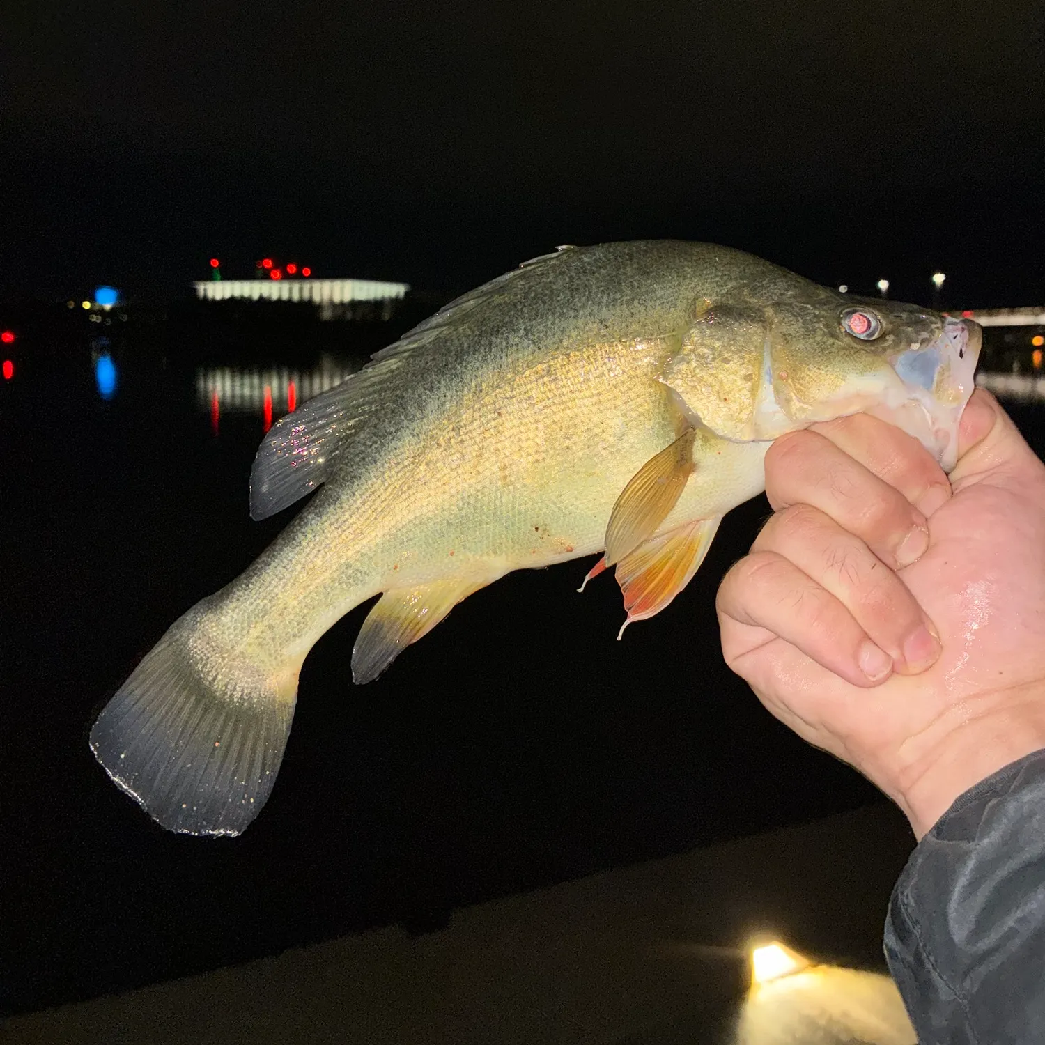 Golden perch caught on Fishbrain