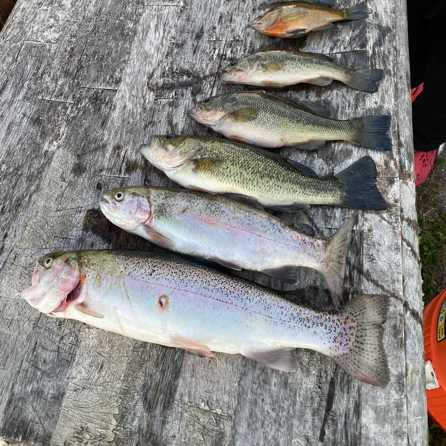 recently logged catches