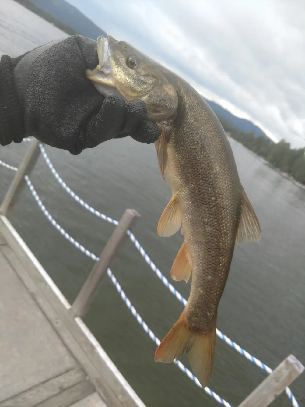 Post image from dakarupierced