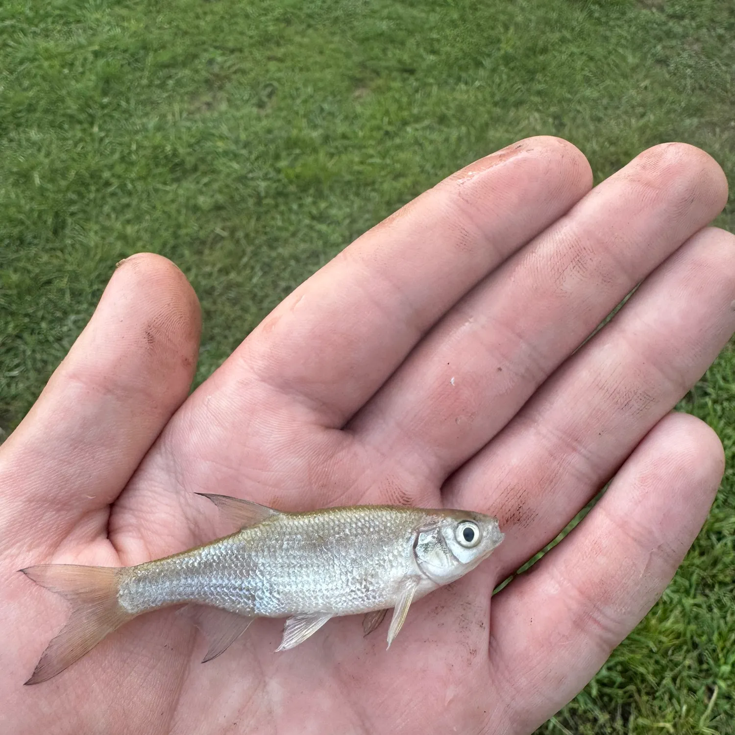 Striped shiner caught on Fishbrain