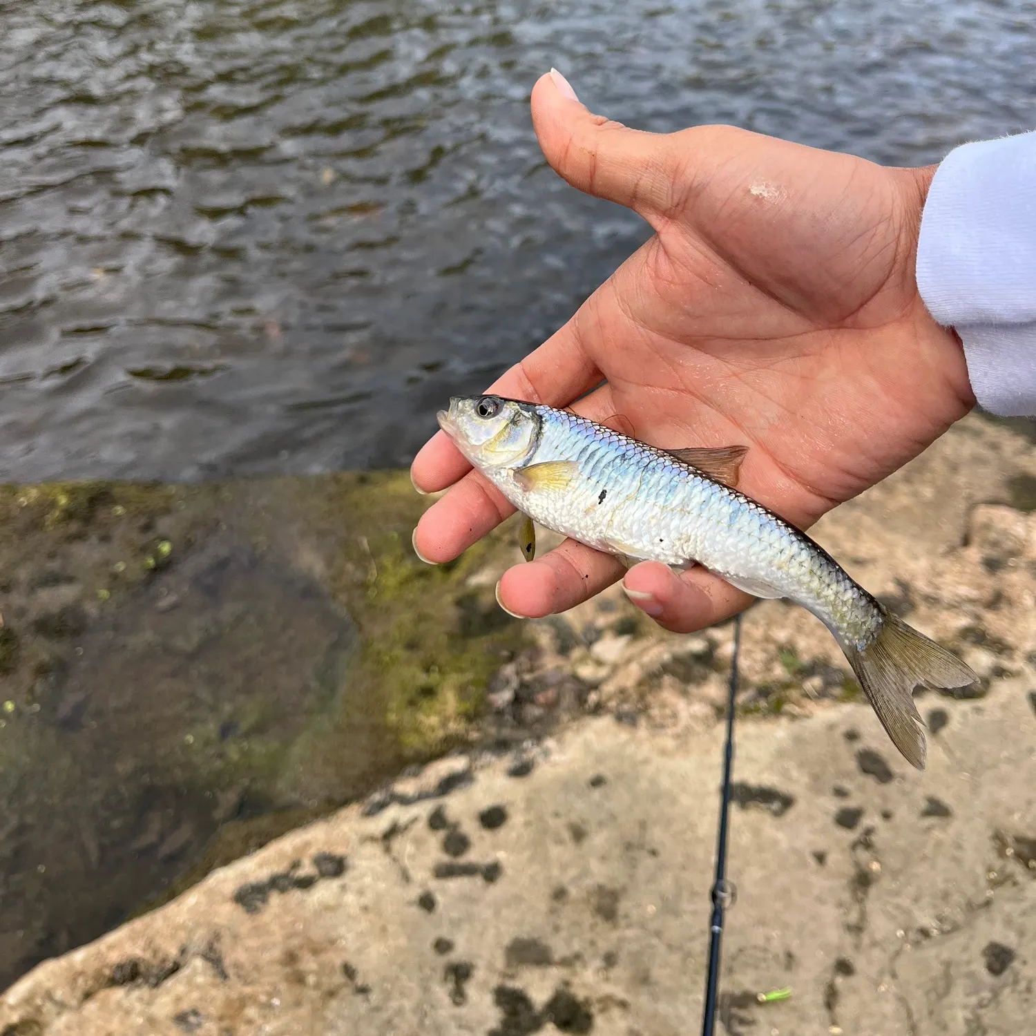 Striped shiner caught on Fishbrain