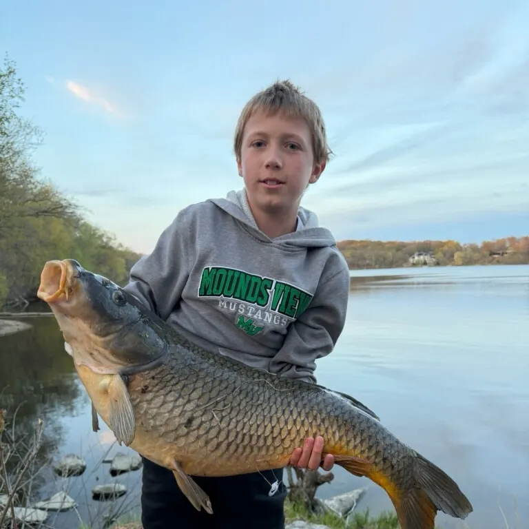Mirror carp caught on Fishbrain