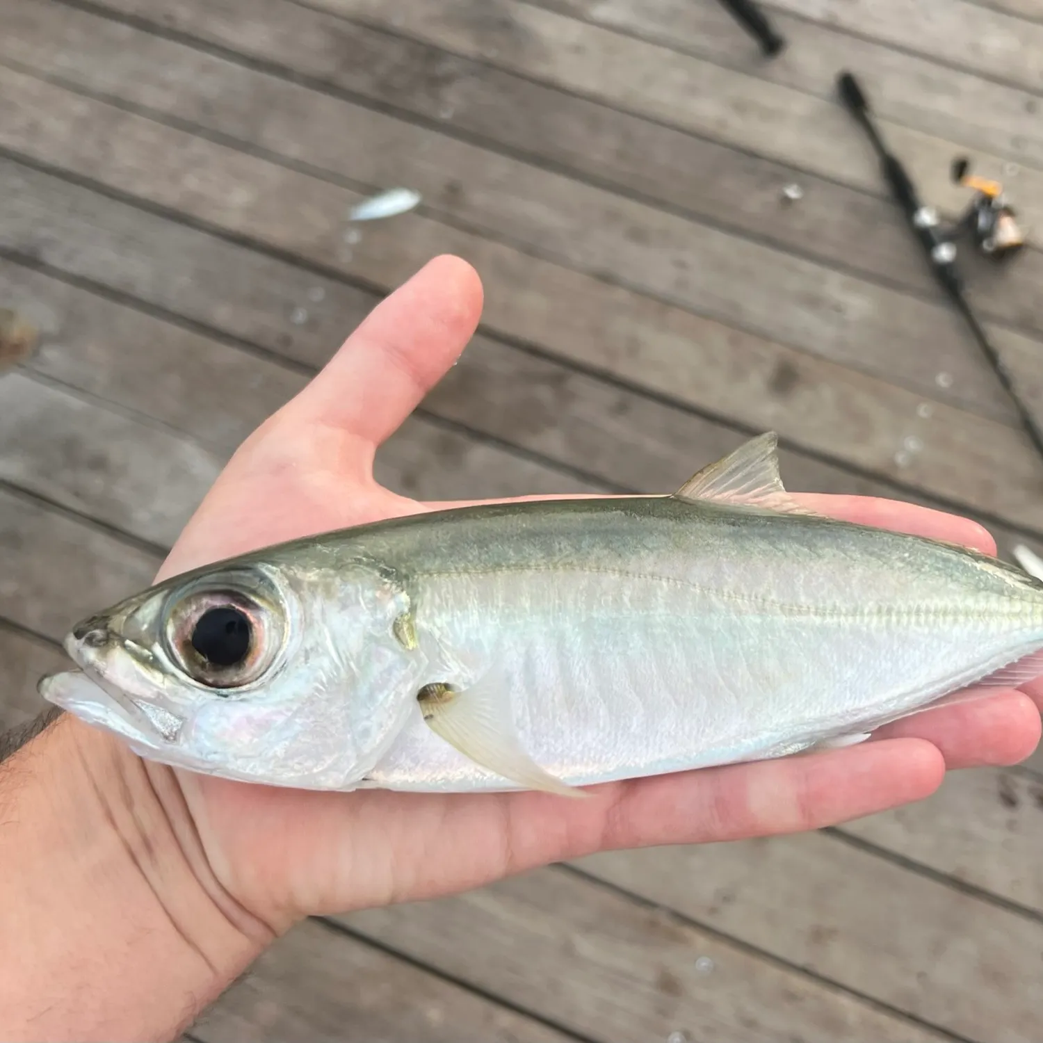 The most popular recent Bigeye scad catch on Fishbrain