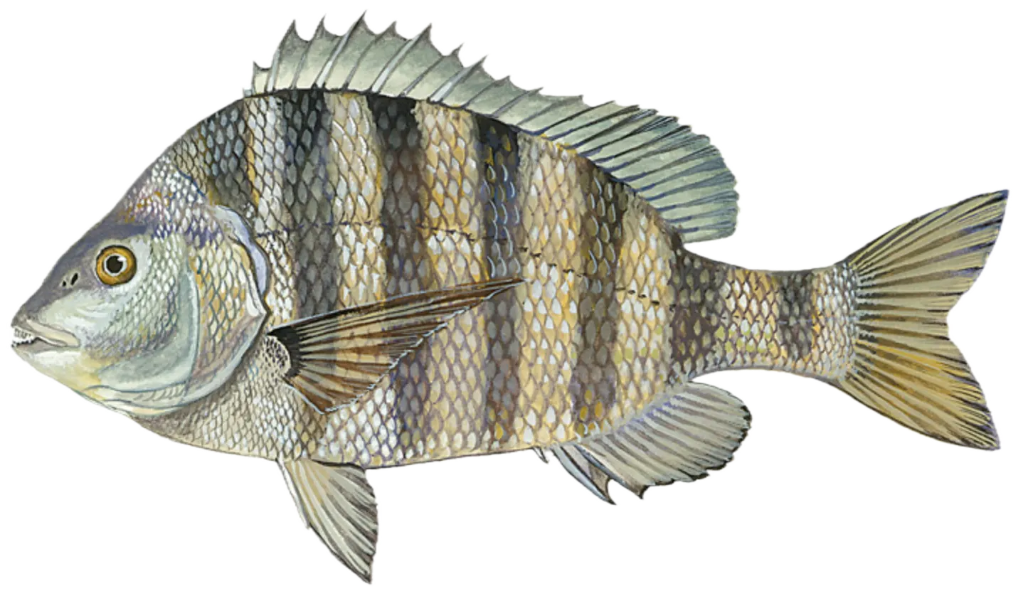 Sheepshead