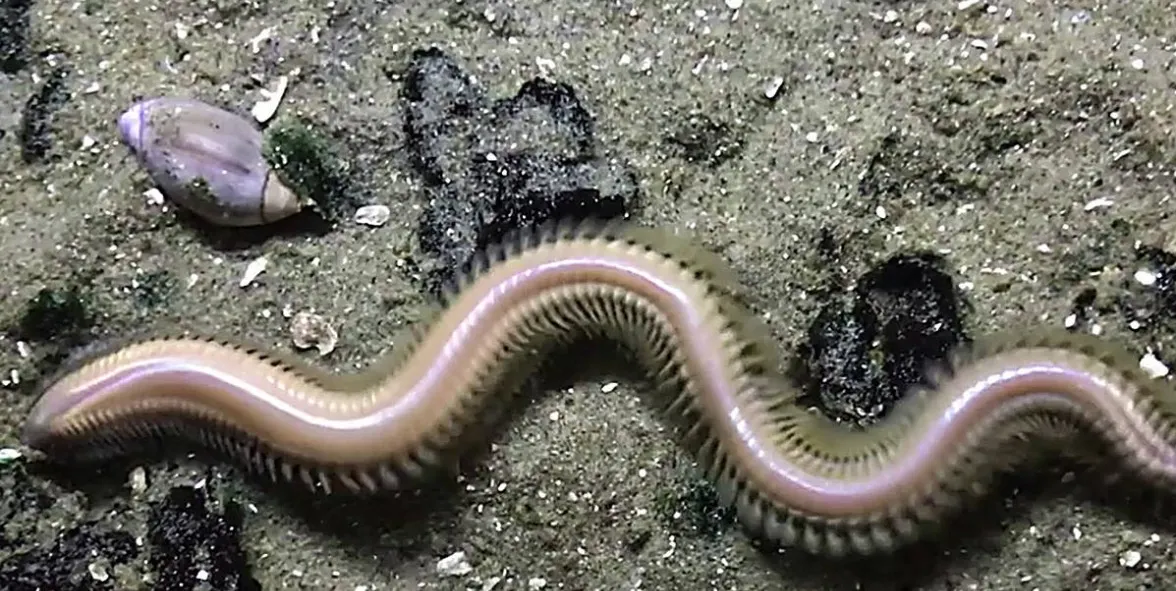 Sea Worms