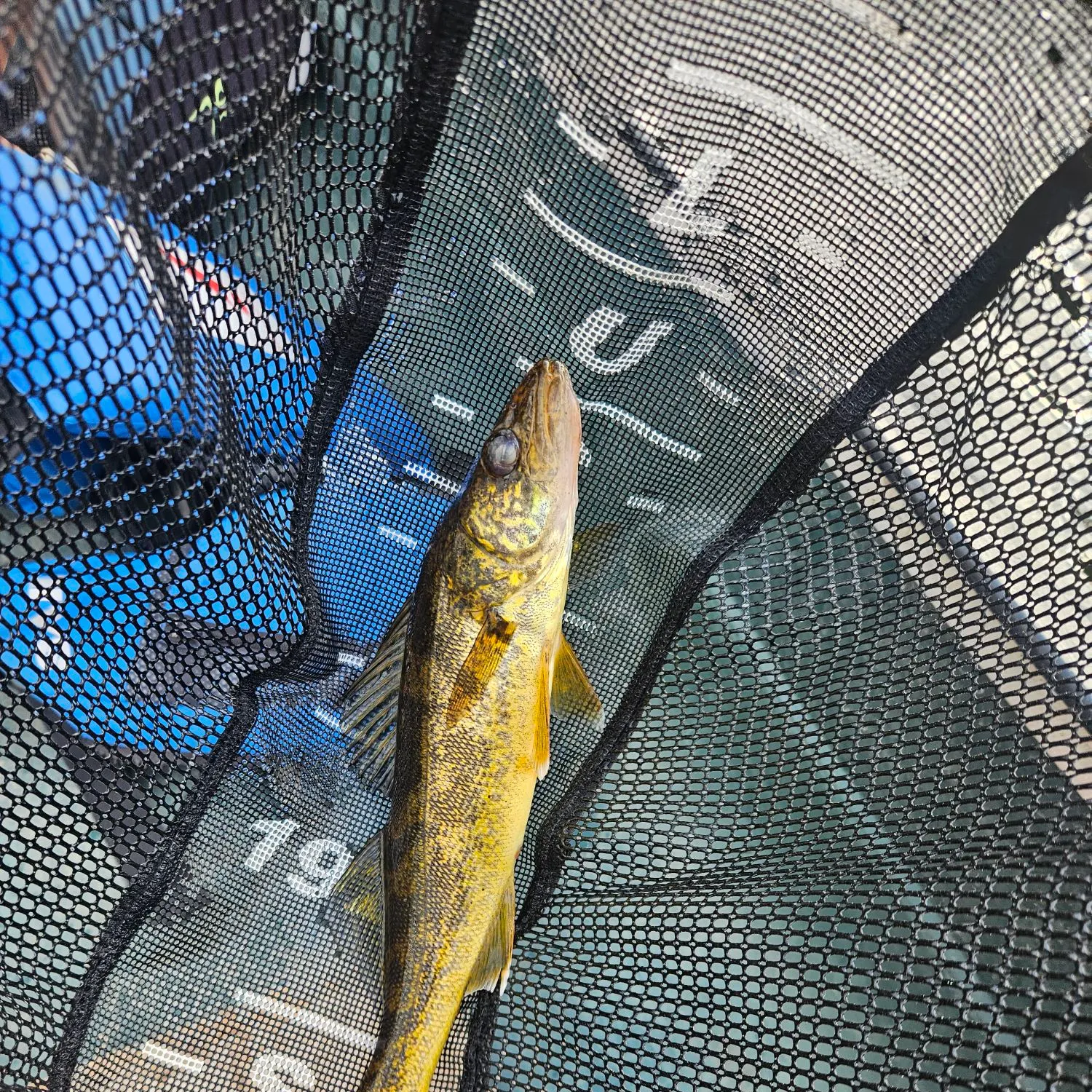 Walleye caught on Fishbrain