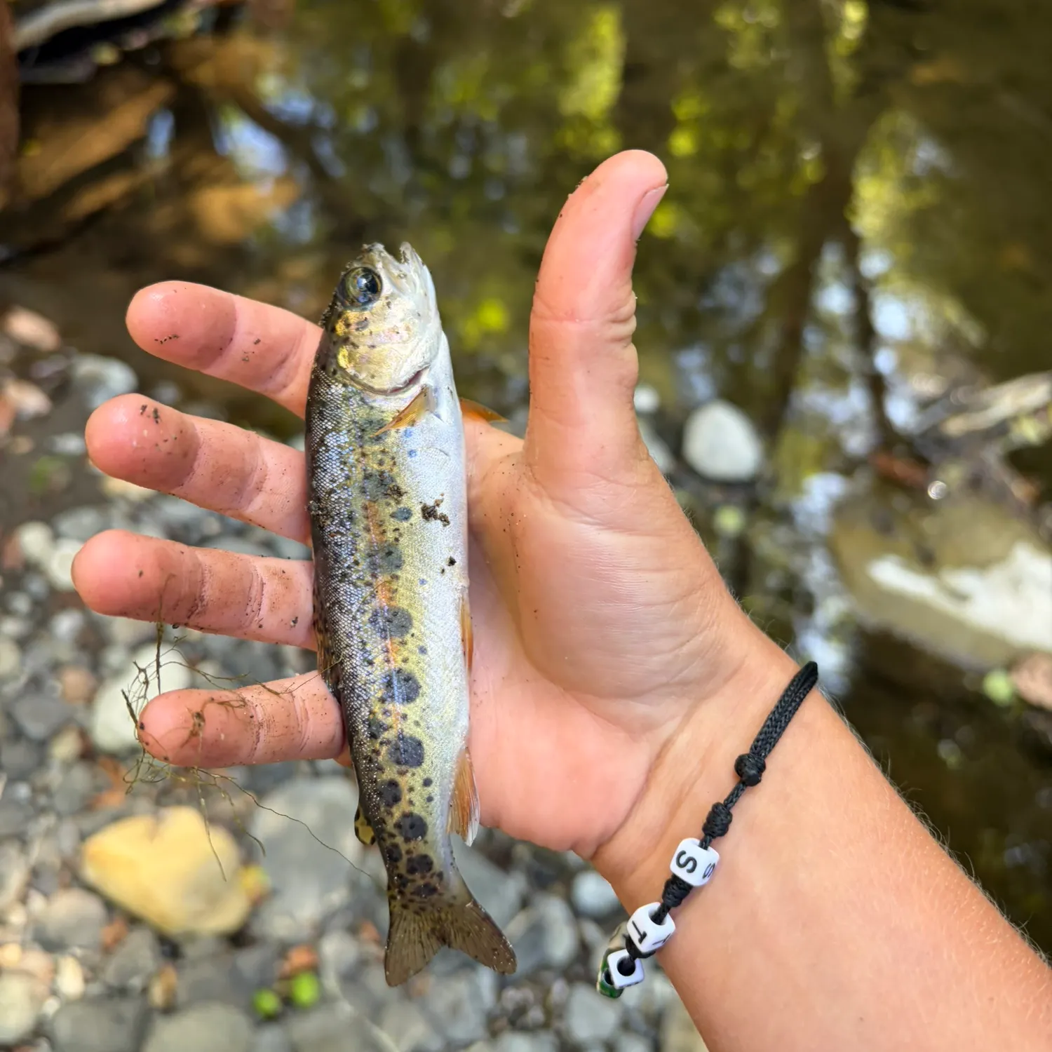 The most recent Coastal rainbow trout catches on Fishbrain