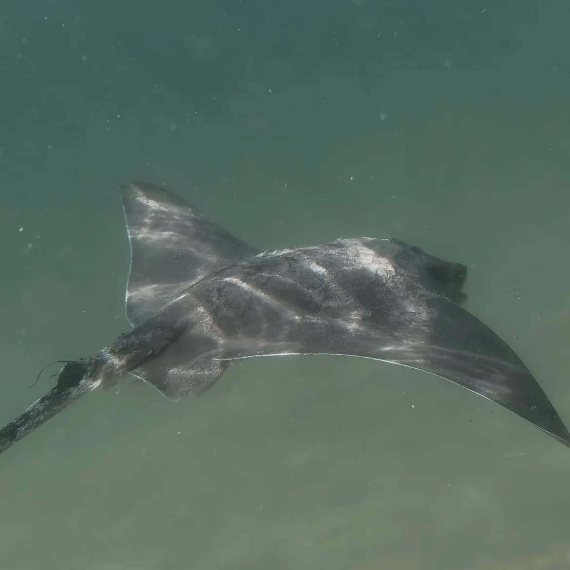 The most recent Common eagle ray catches on Fishbrain