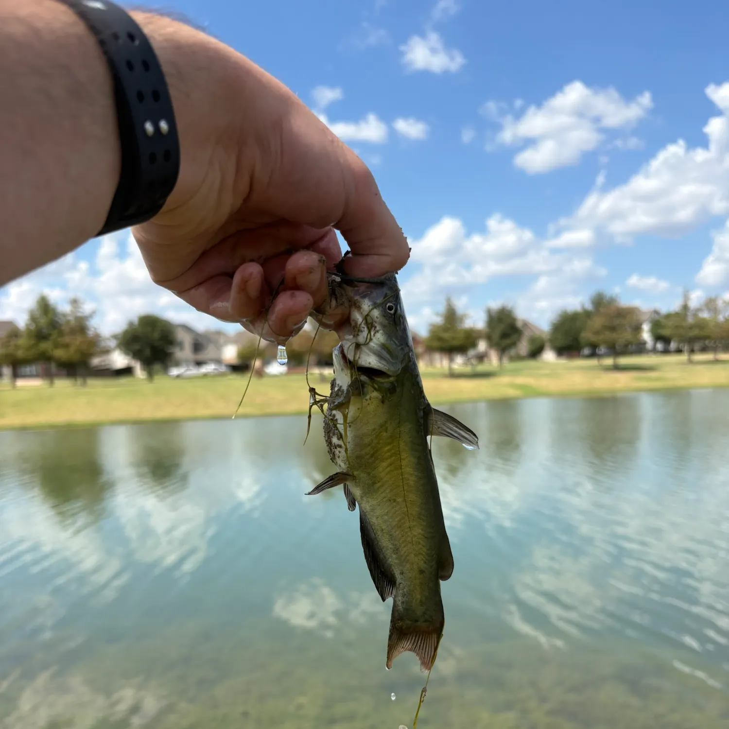 Channel catfish caught on Fishbrain