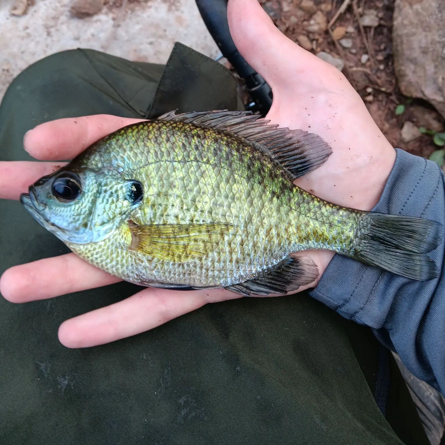 Bluegill caught on Fishbrain