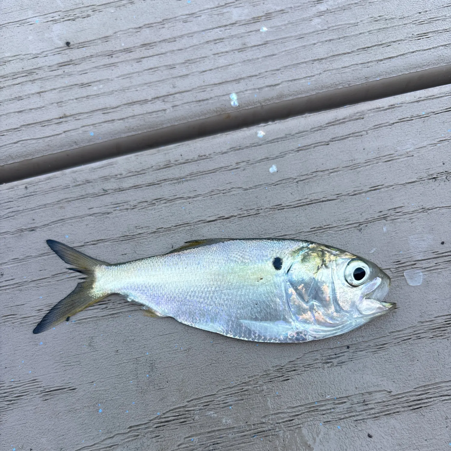The most recent Gulf menhaden catches on Fishbrain