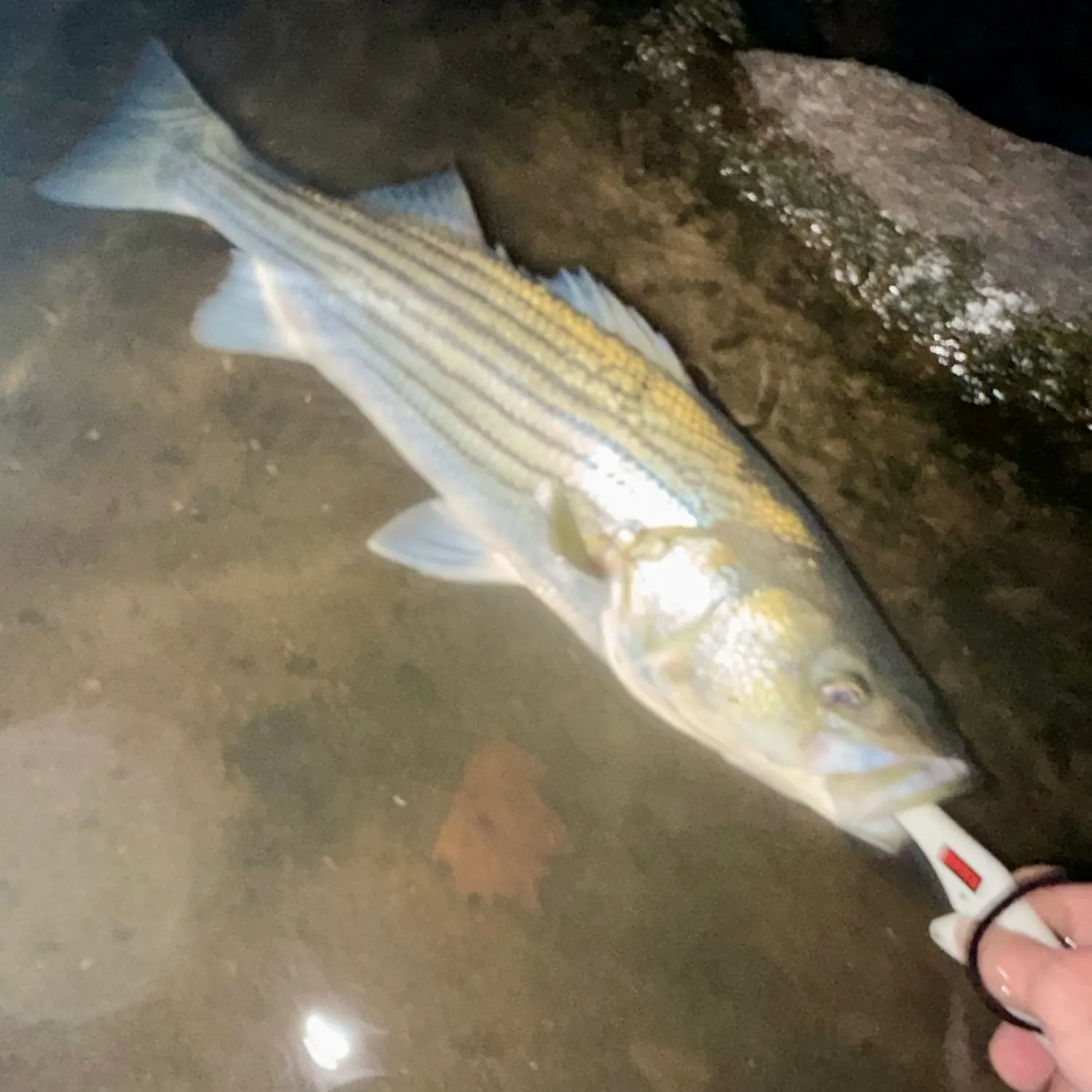 Striped bass caught on Fishbrain