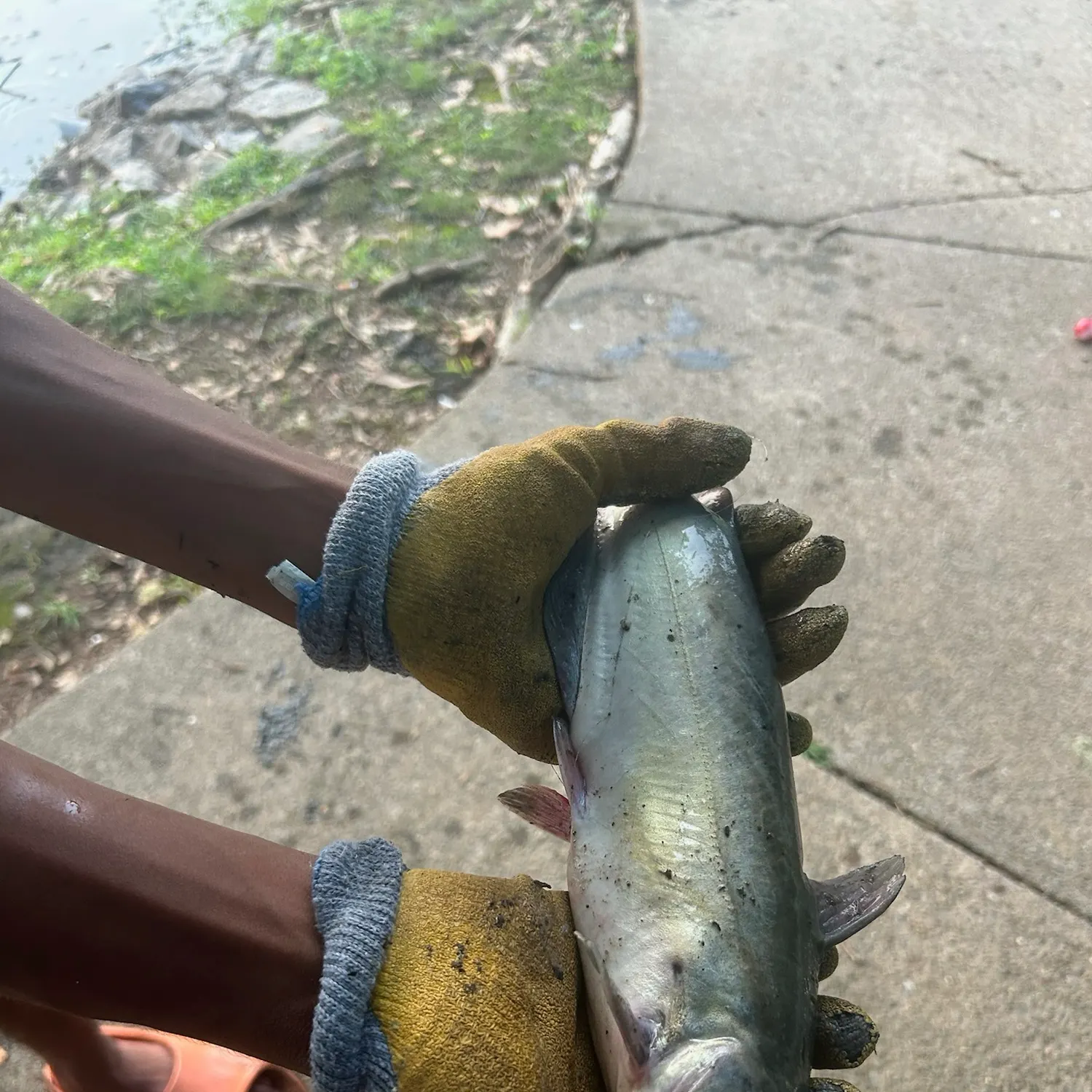 catch