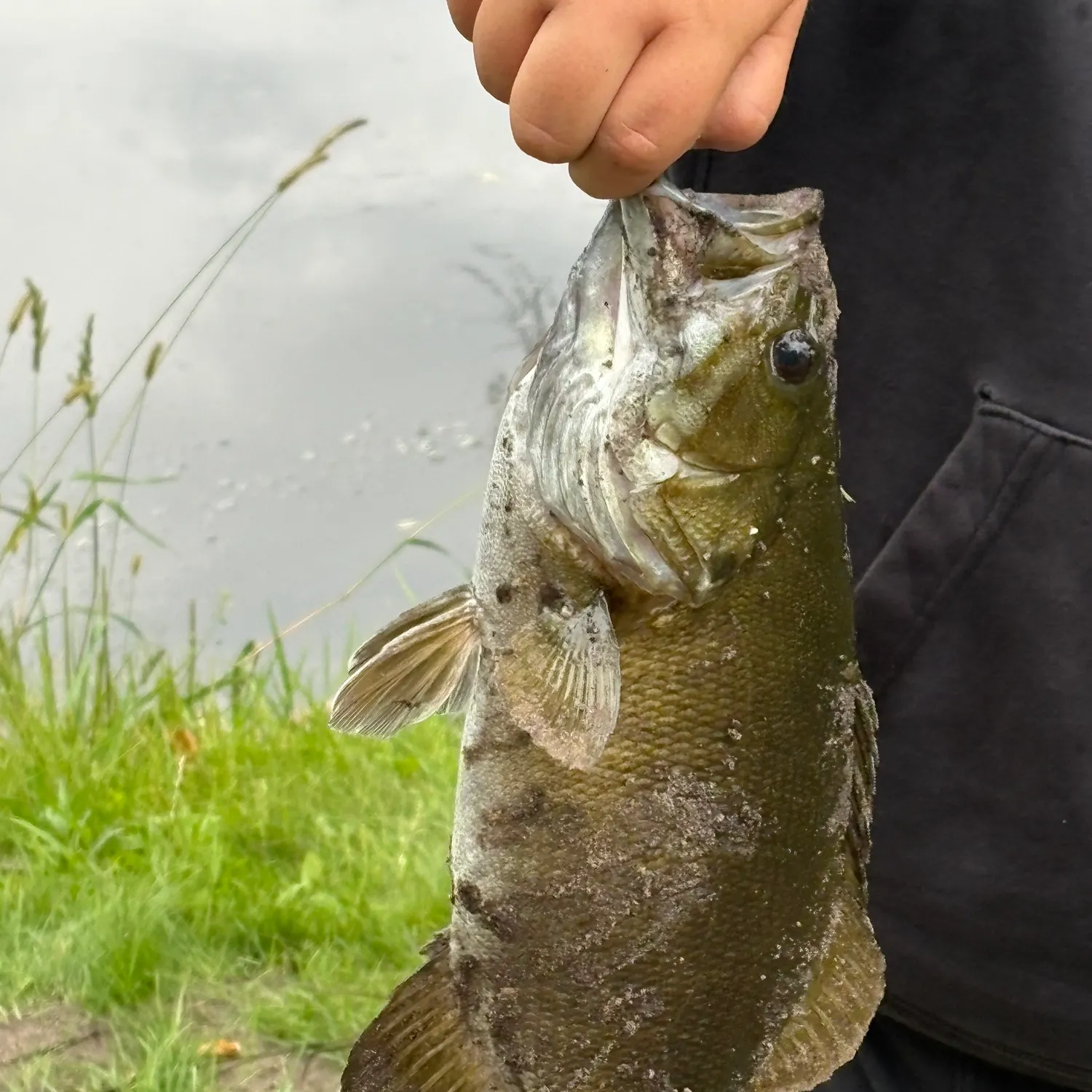 Smallmouth bass caught on Fishbrain
