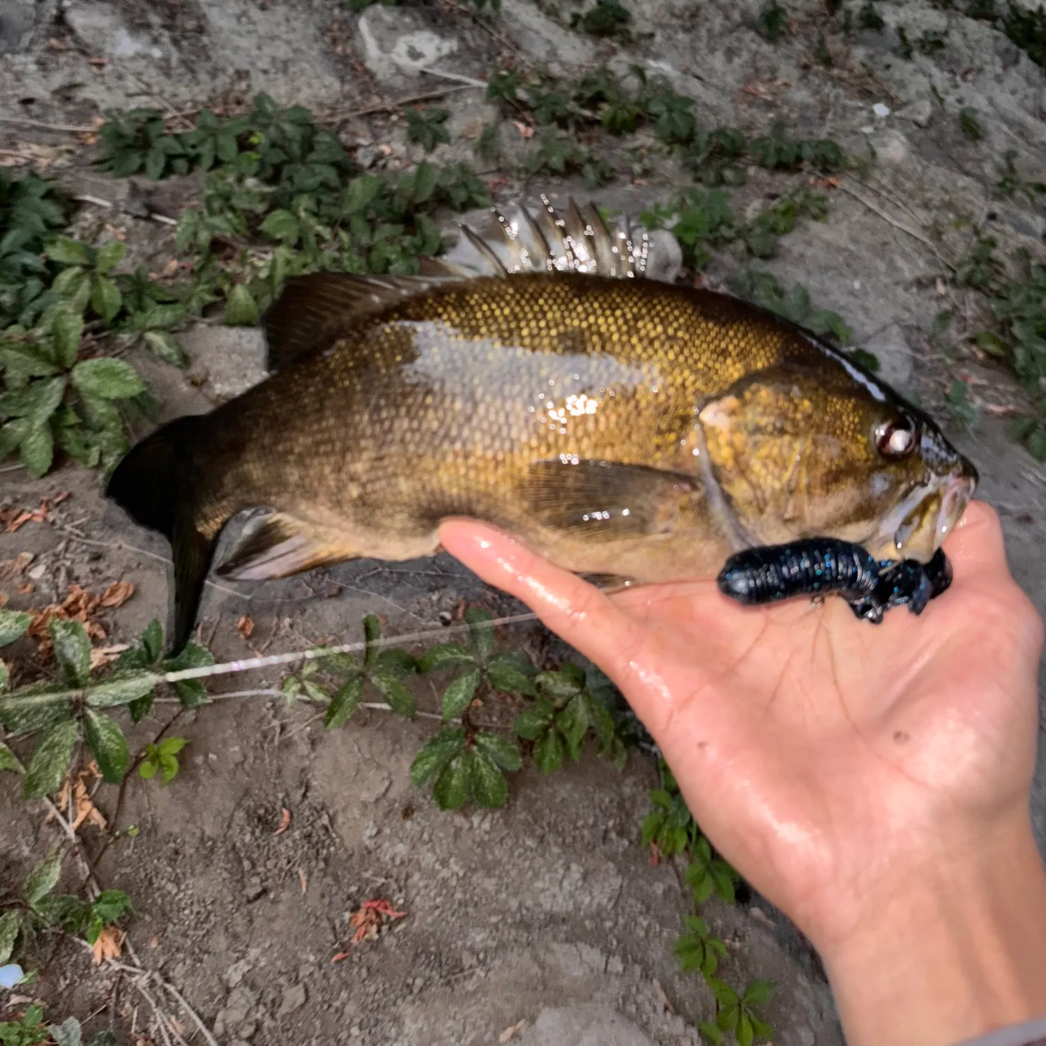 Smallmouth bass caught on Fishbrain