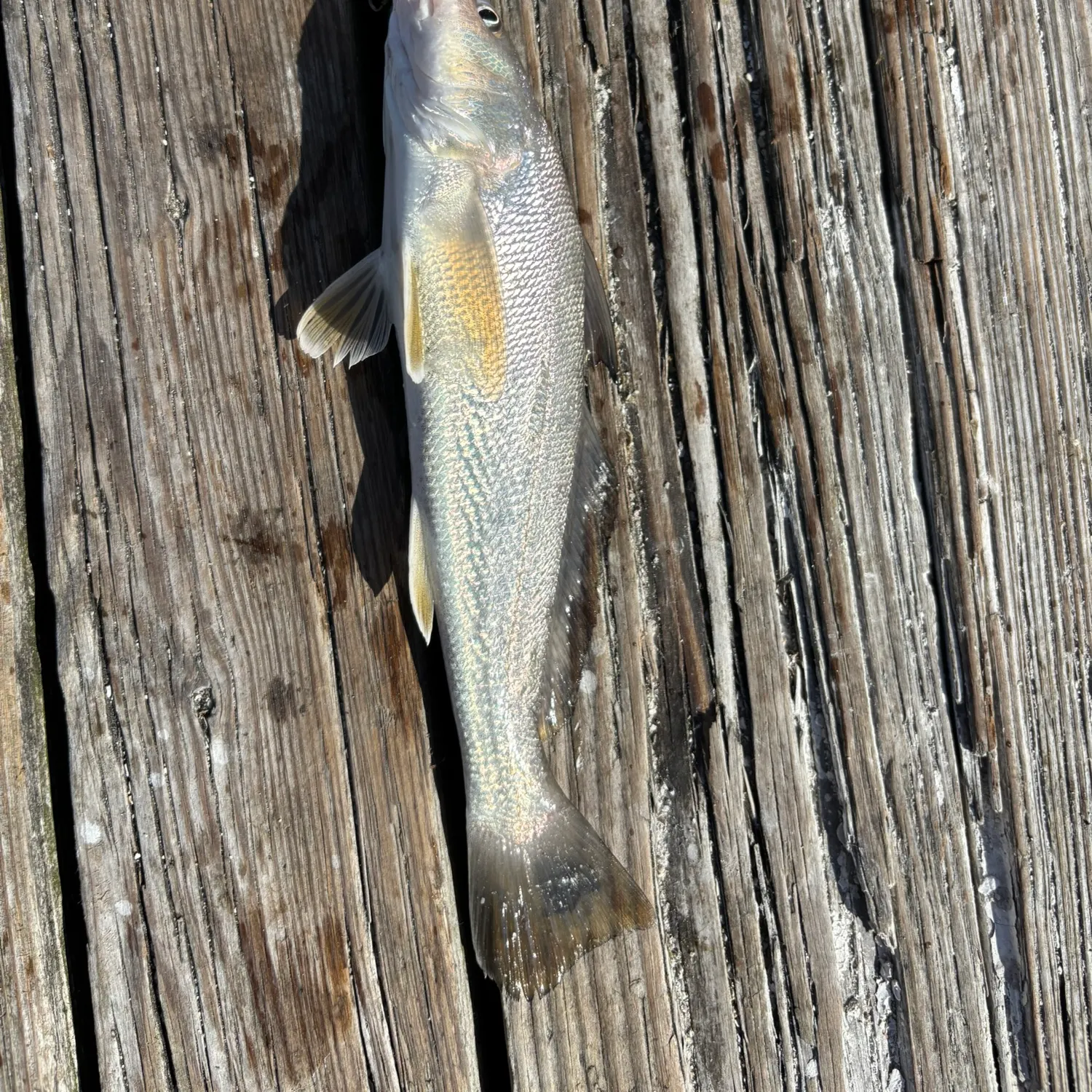 The most recent Gray weakfish catches on Fishbrain