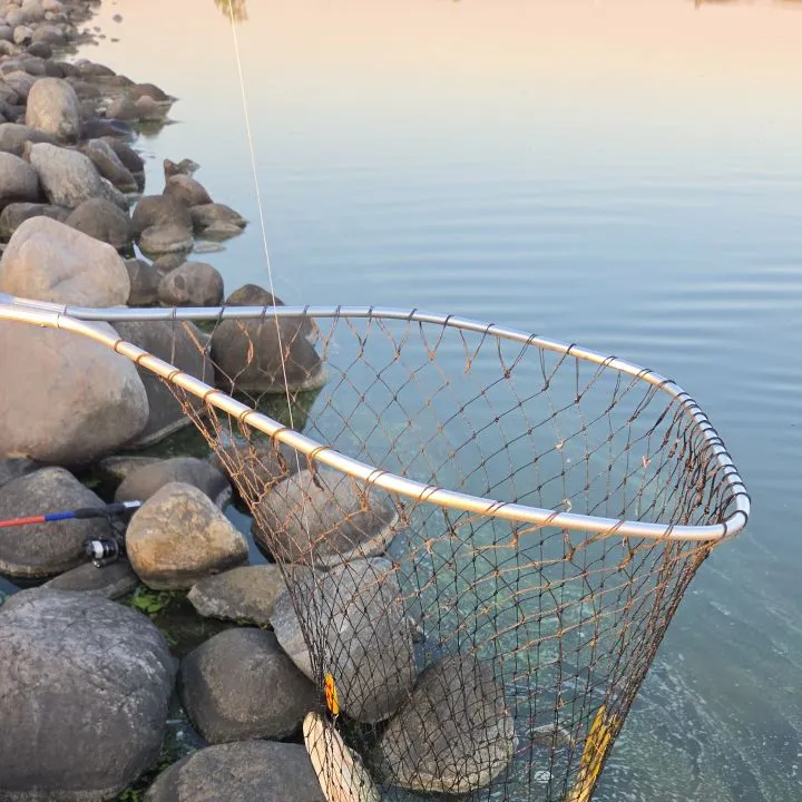 Northern pike caught on Fishbrain