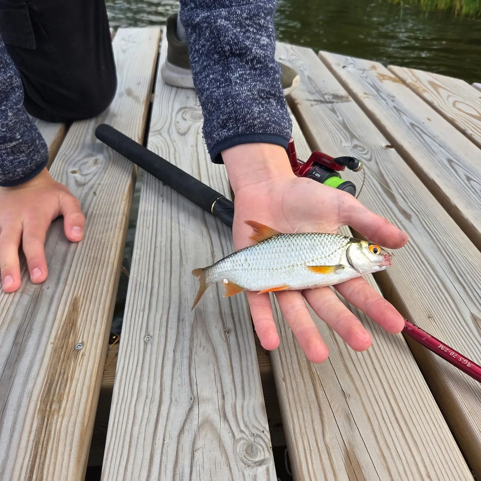 Common roach caught on Fishbrain