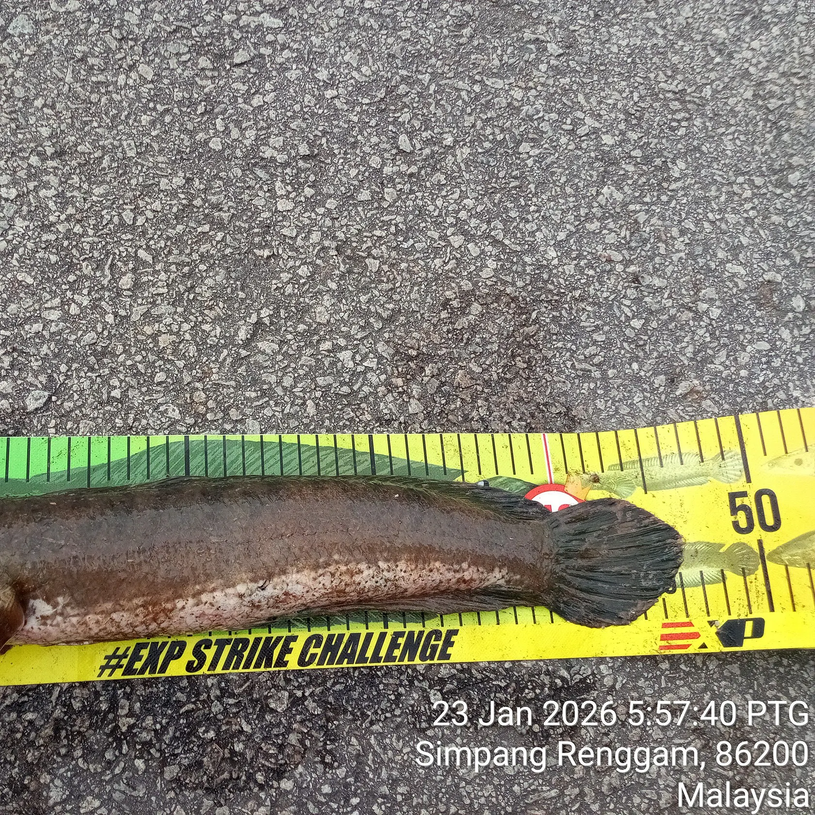 The most recent Striped snakehead catches on Fishbrain