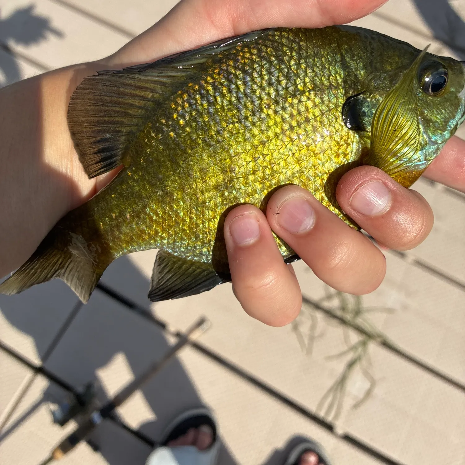 recently logged catches