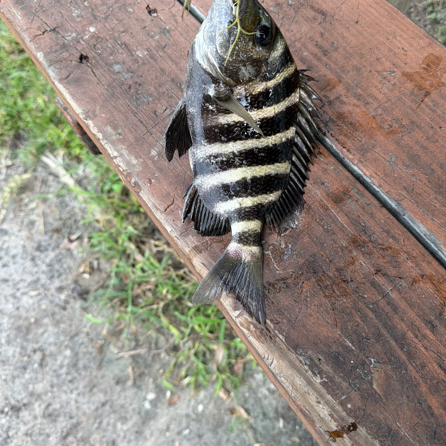 The most recent Sheepshead catches on Fishbrain