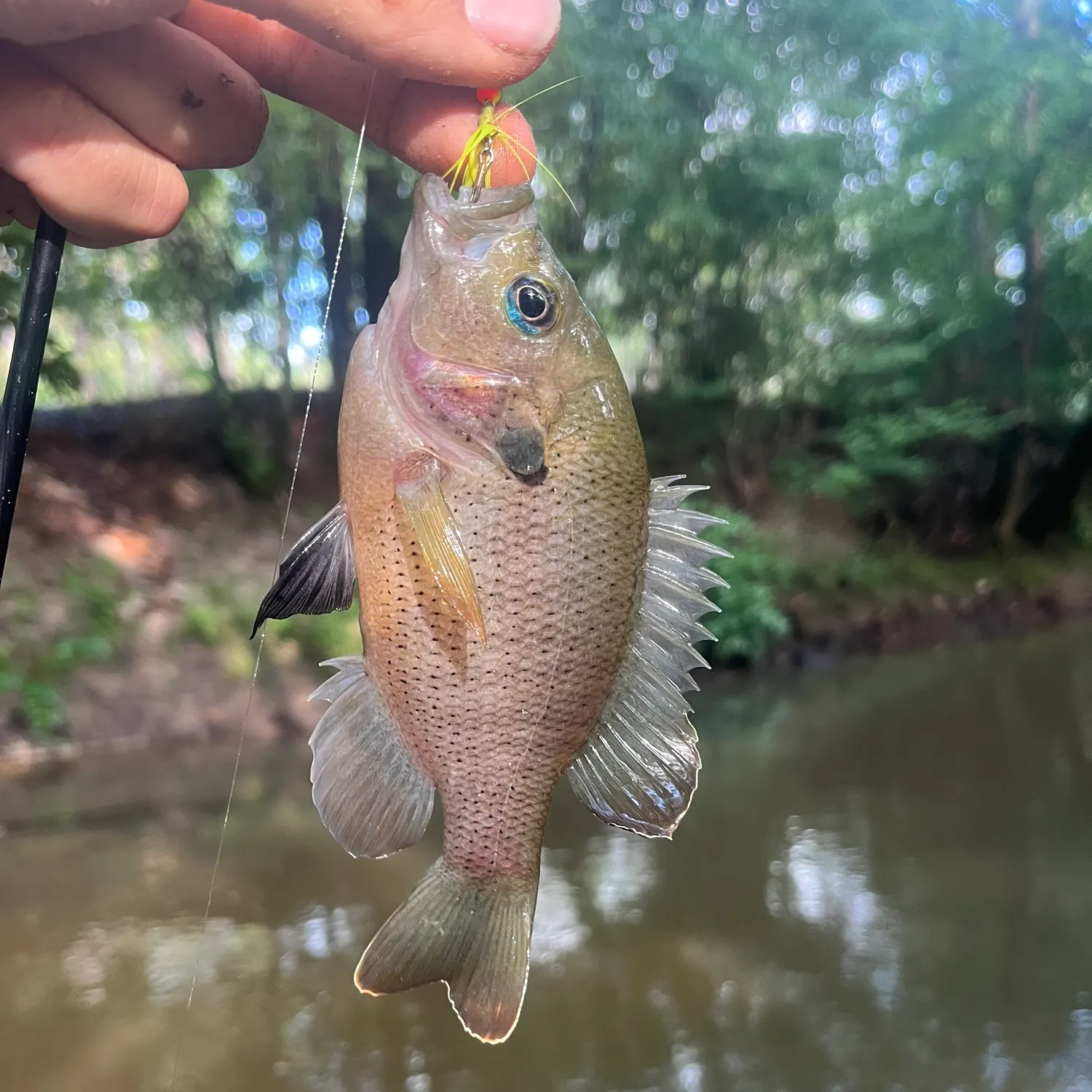 The most recent Spotted sunfish catches on Fishbrain
