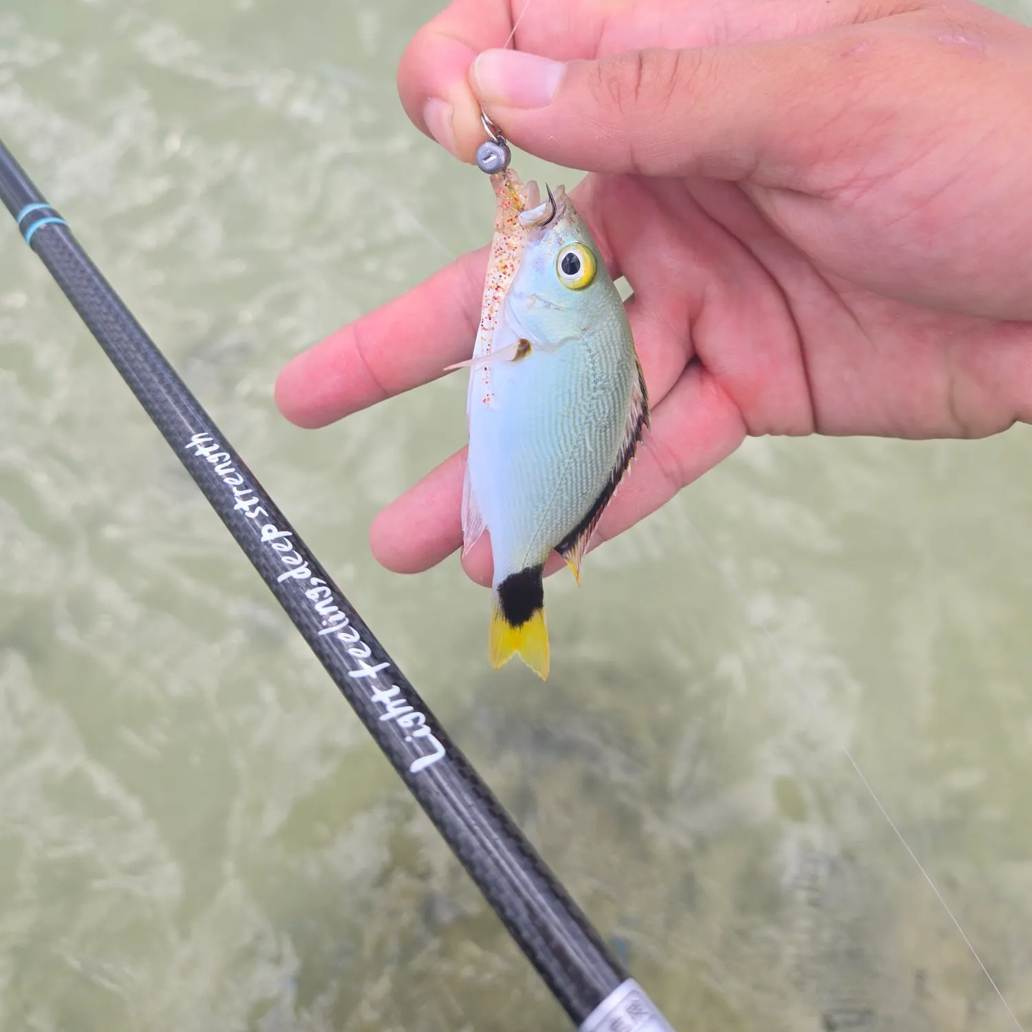 The most recent Checkered snapper catches on Fishbrain