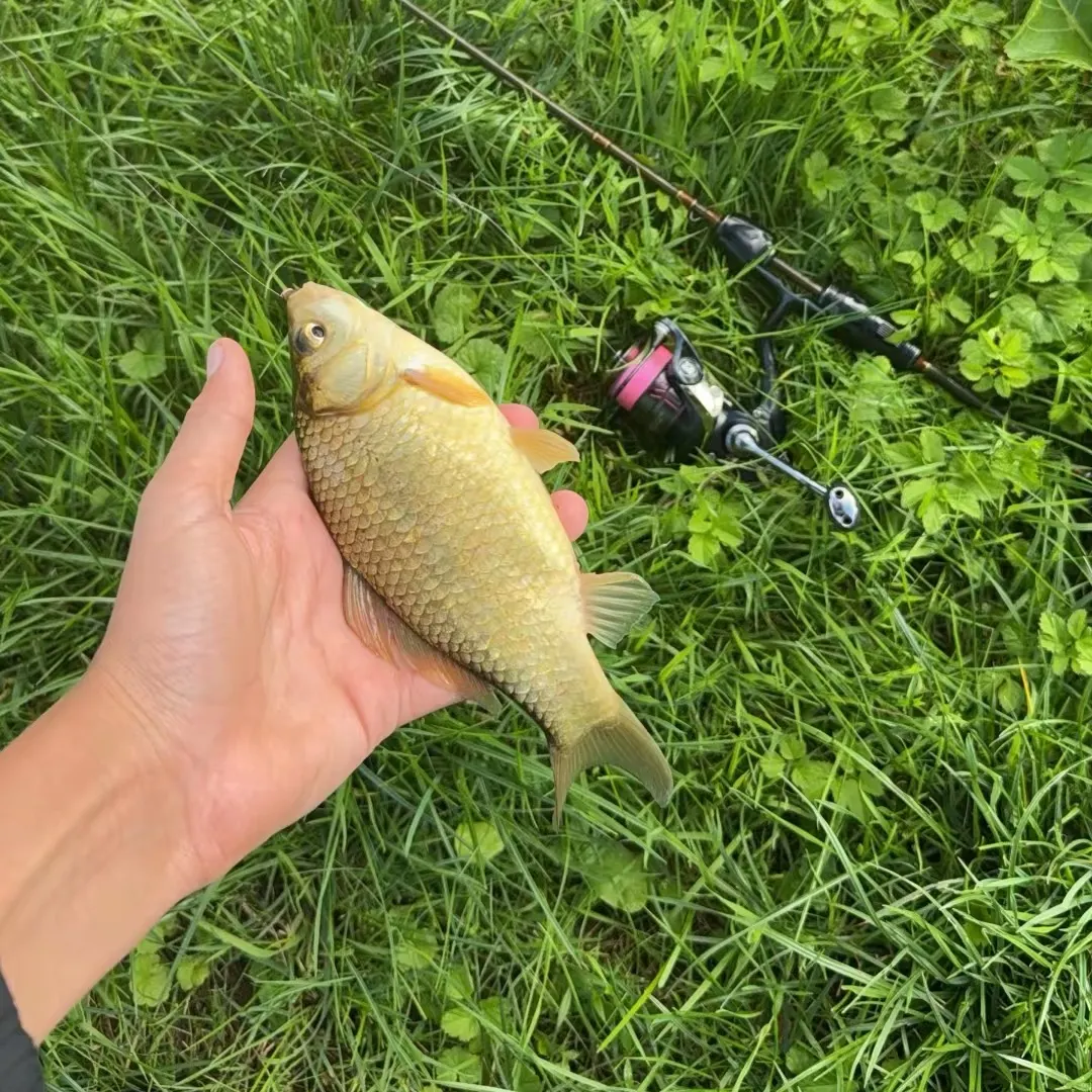 Crucian carp caught on Fishbrain