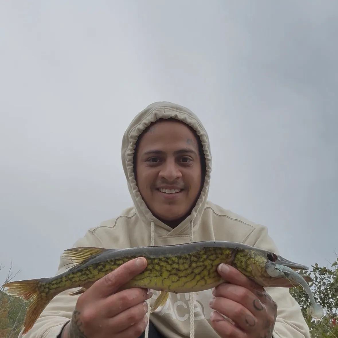 Chain pickerel caught on Fishbrain
