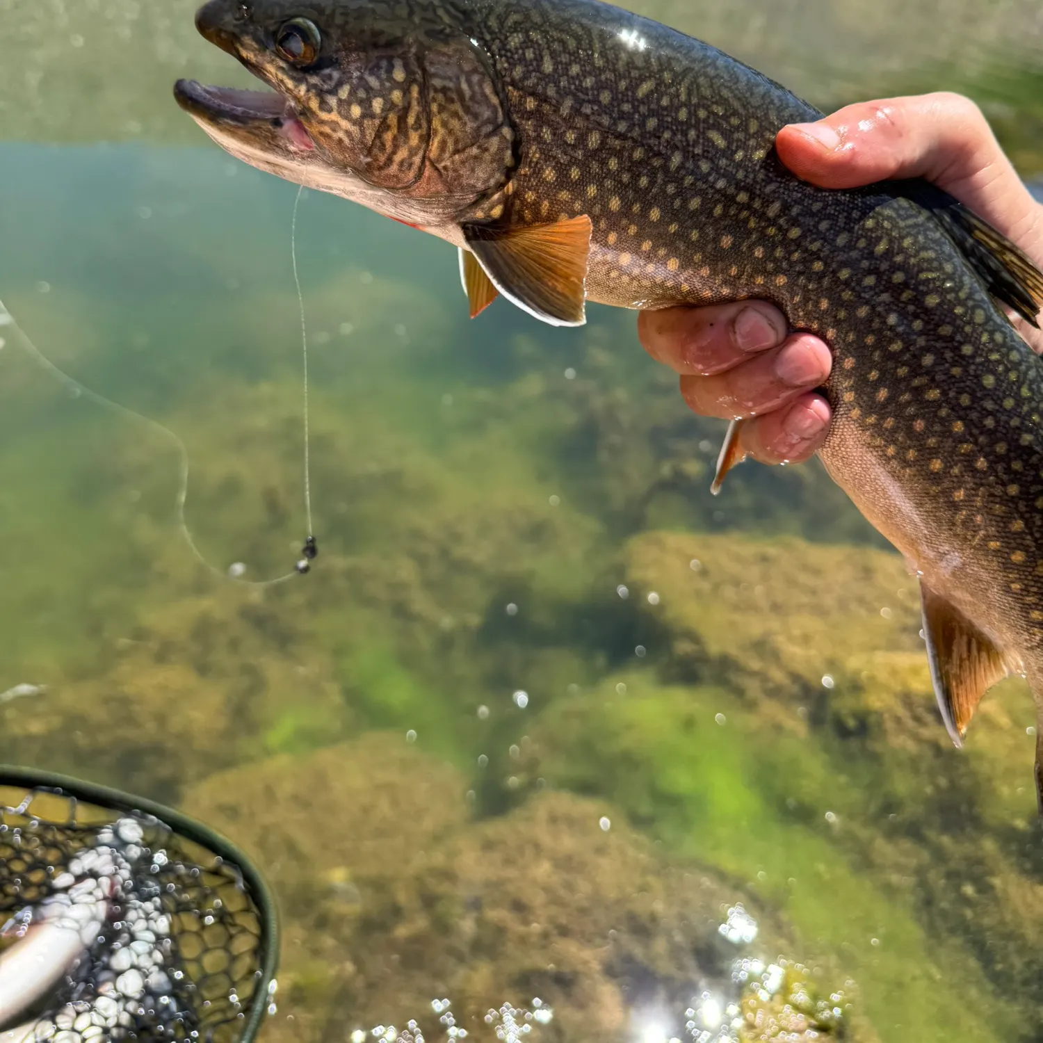 most liked catch image