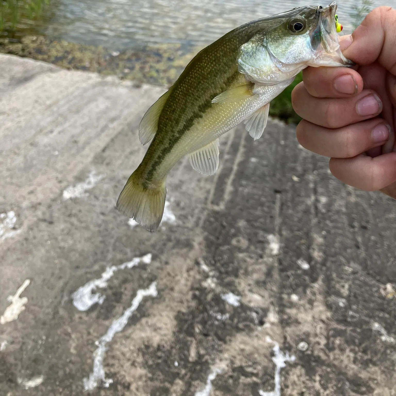 Largemouth bass caught on Fishbrain
