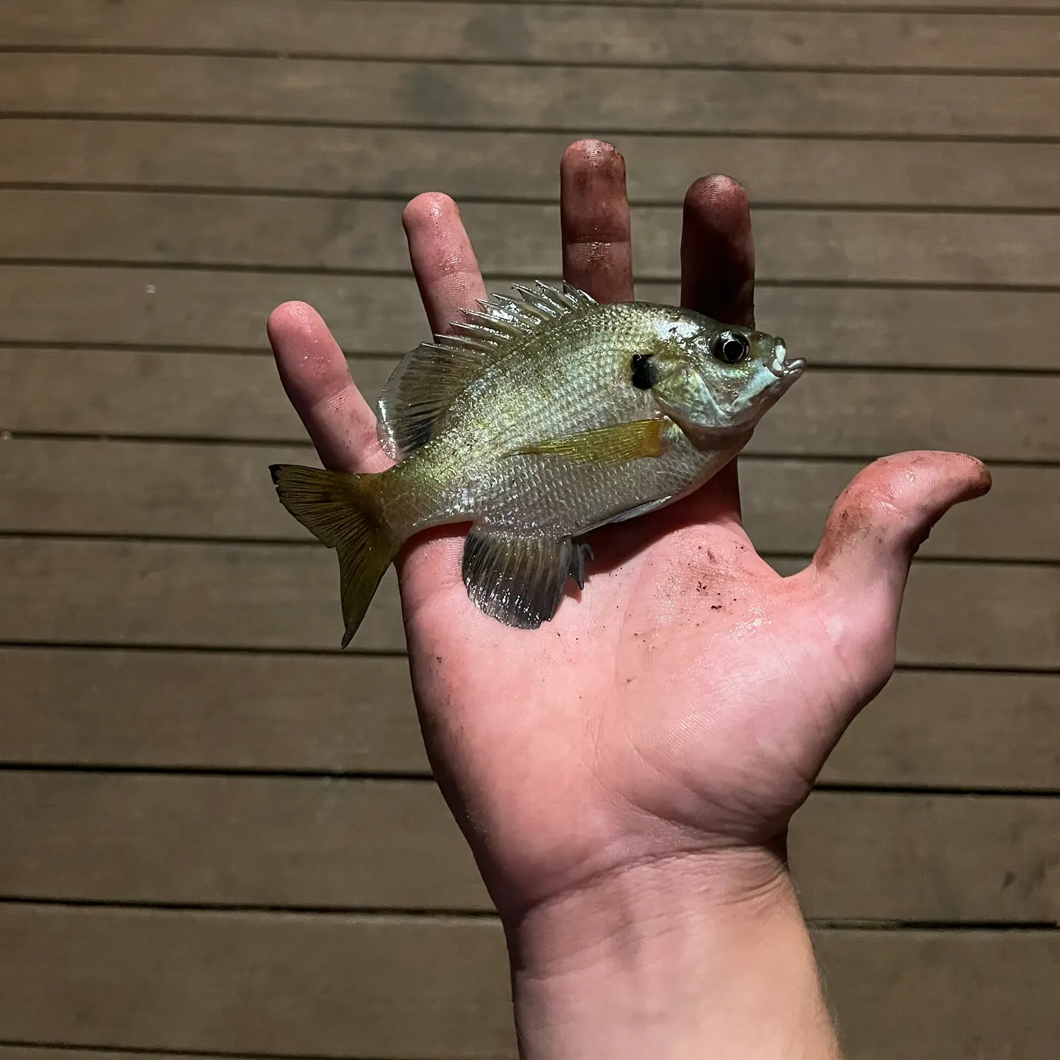 Bluegill caught on Fishbrain