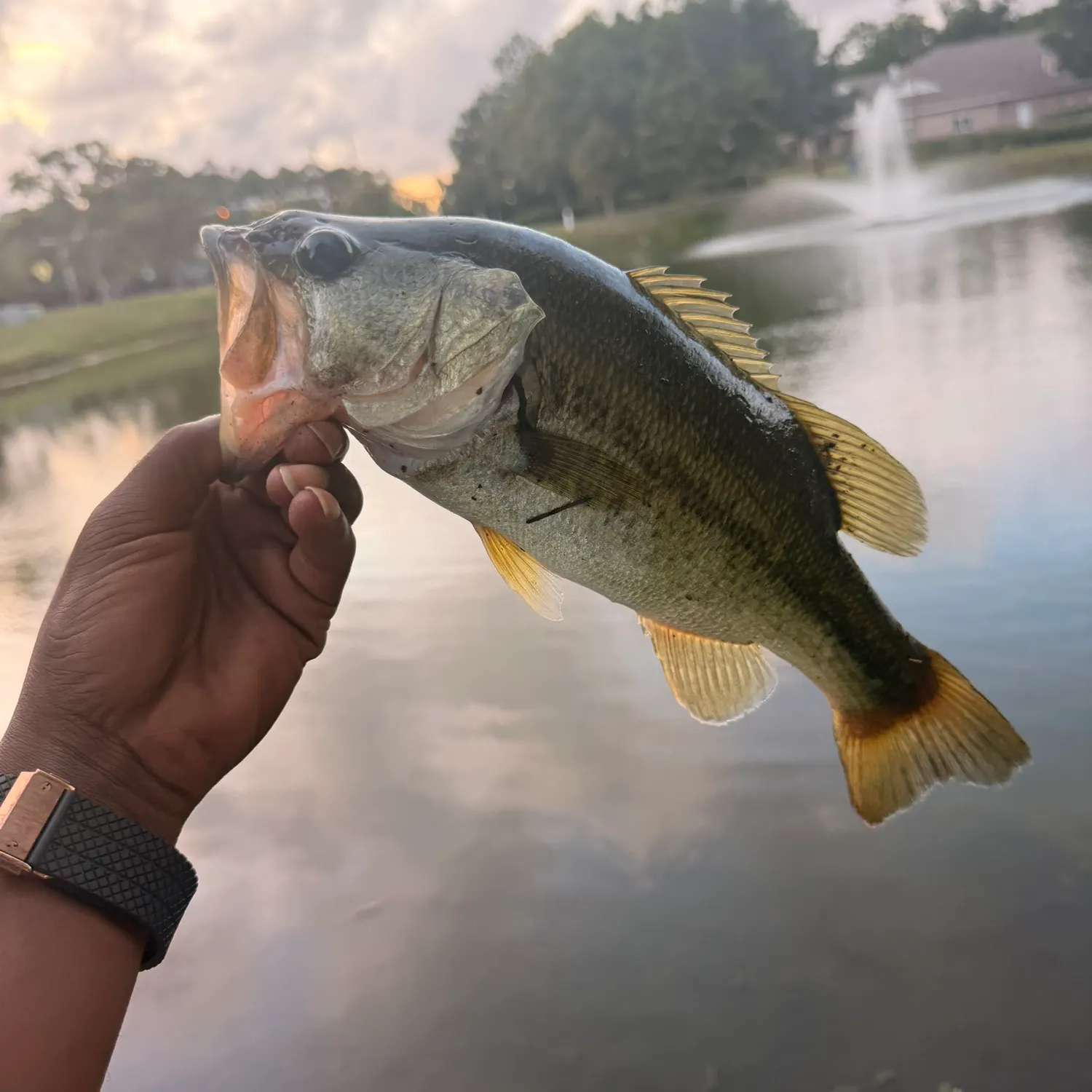 Largemouth bass caught on Fishbrain