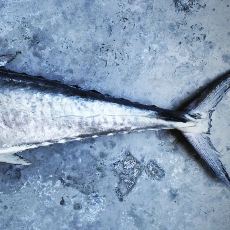 The most recent Wahoo catches on Fishbrain