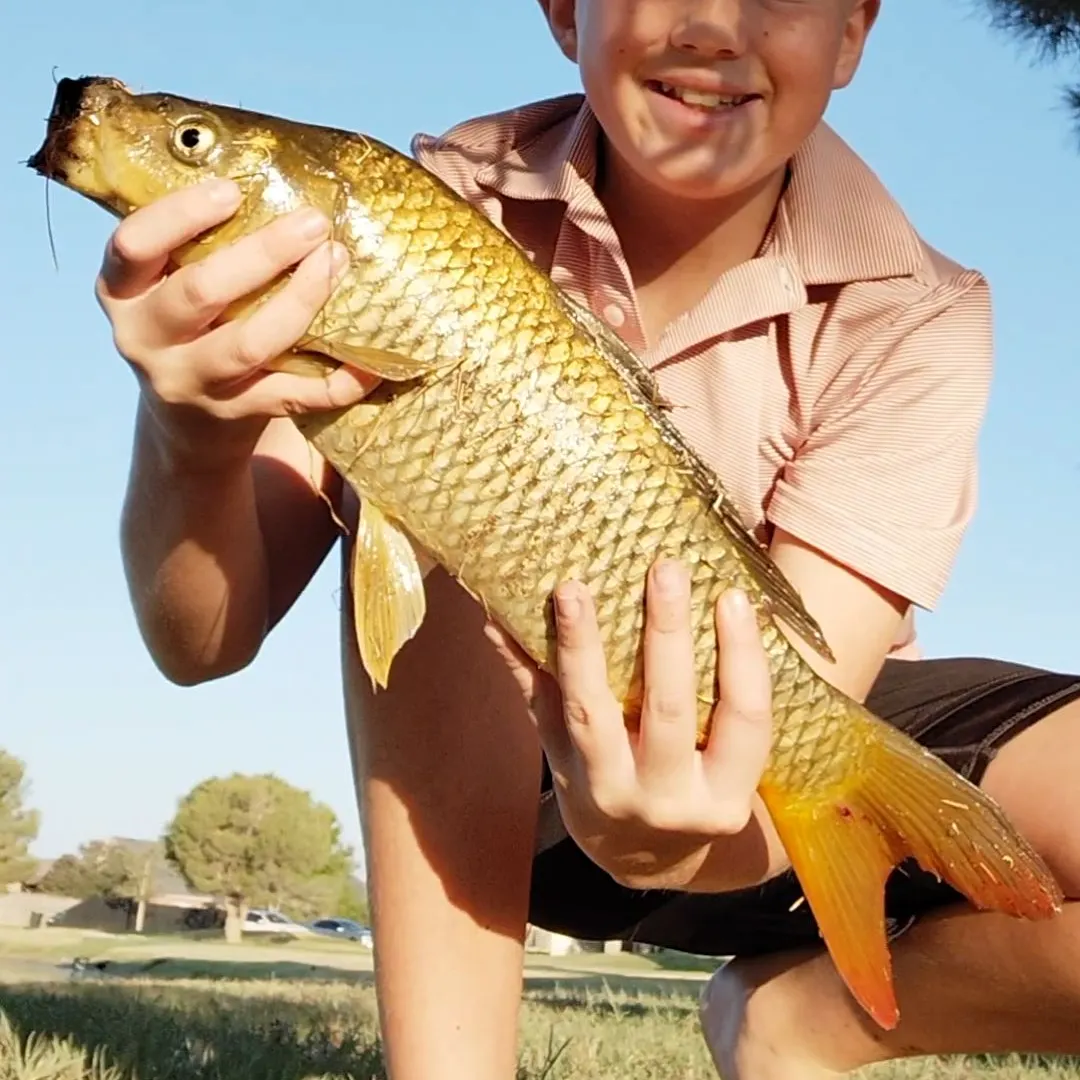 Common carp caught on Fishbrain