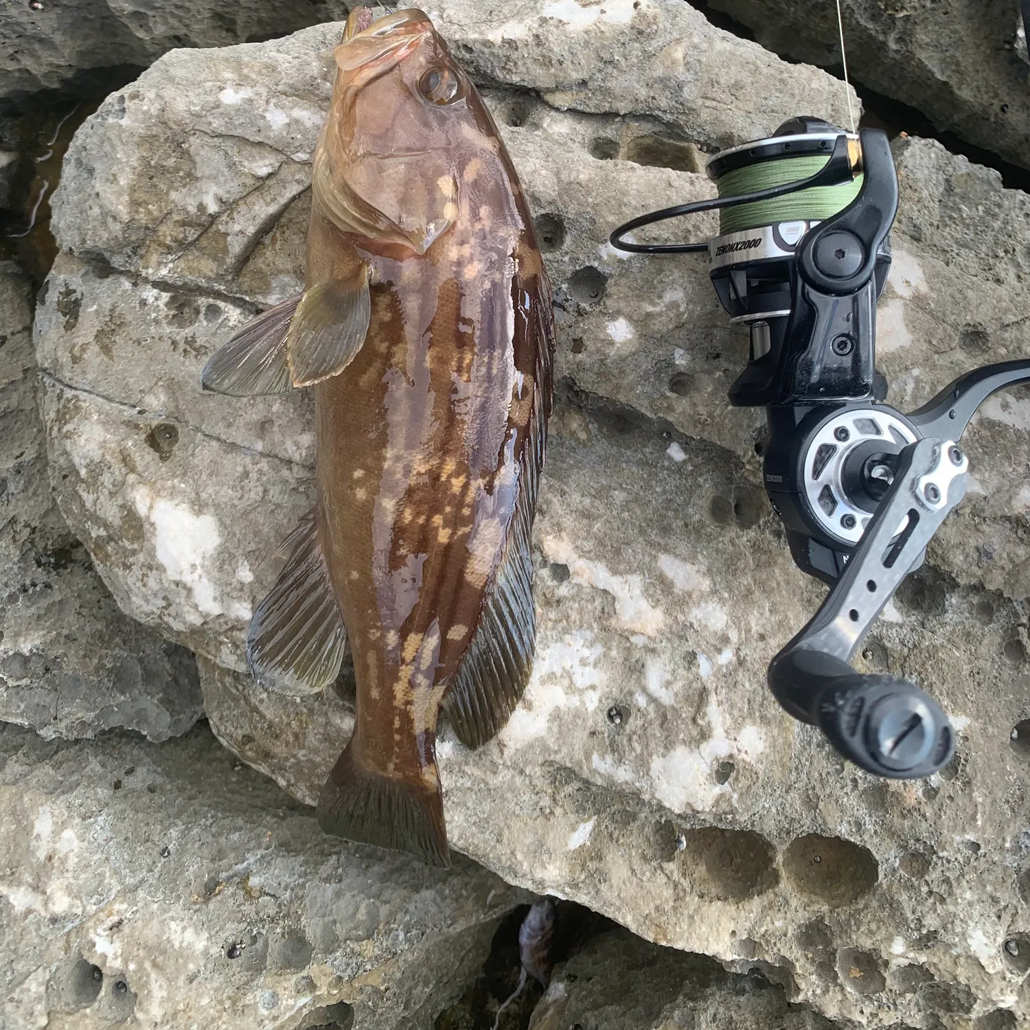 The most recent Blacktip grouper catches on Fishbrain