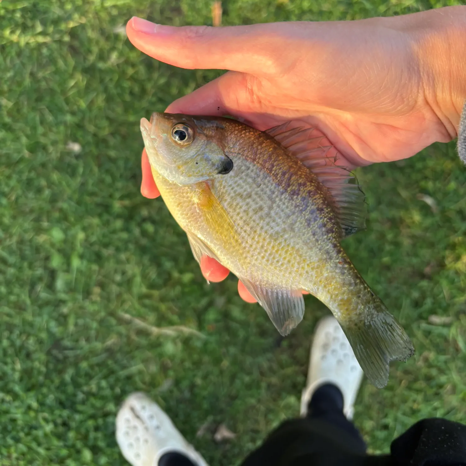Bluegill caught on Fishbrain