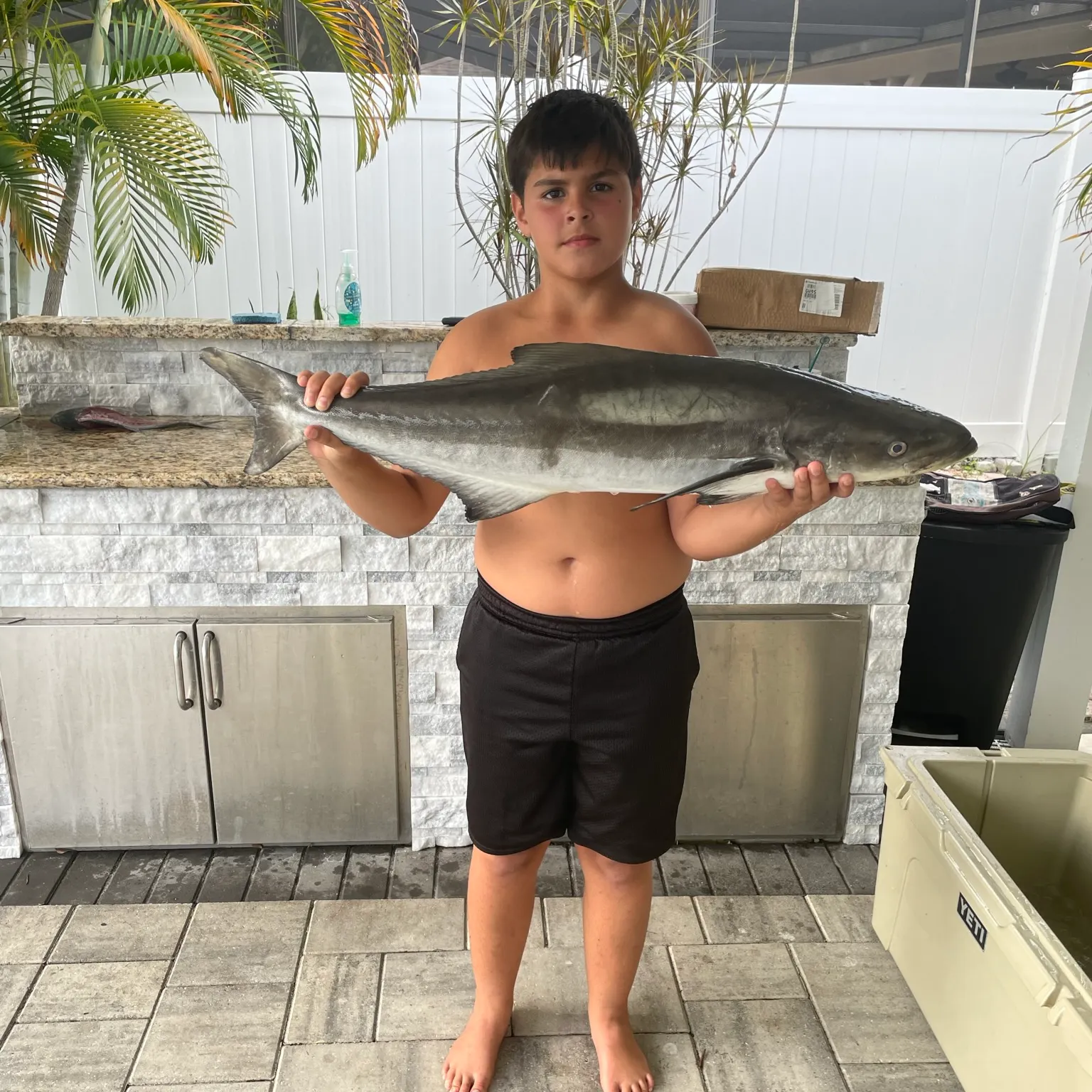 The most recent Cobia catches on Fishbrain