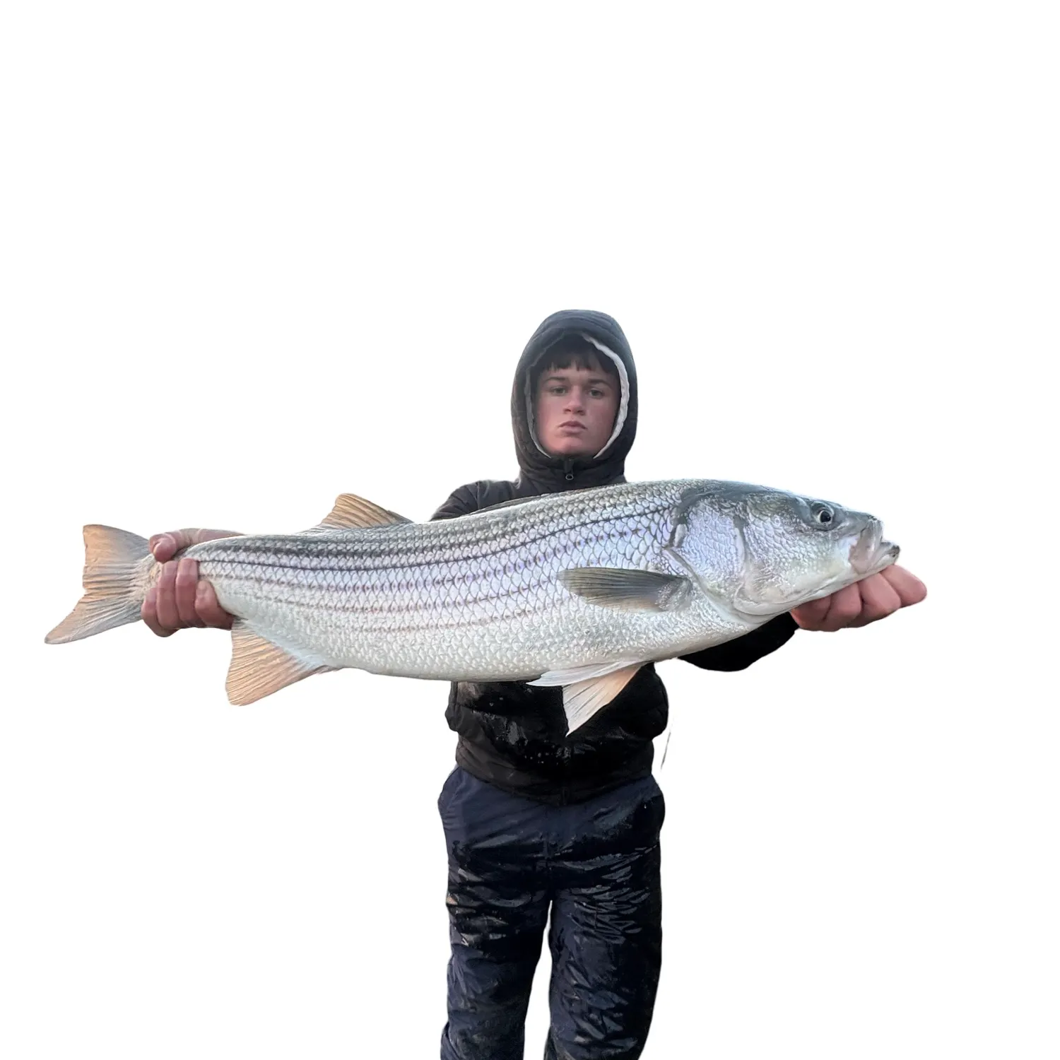The most recent Striped bass catches on Fishbrain