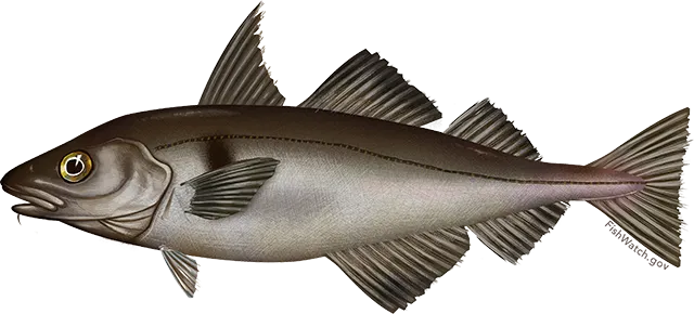 Haddock