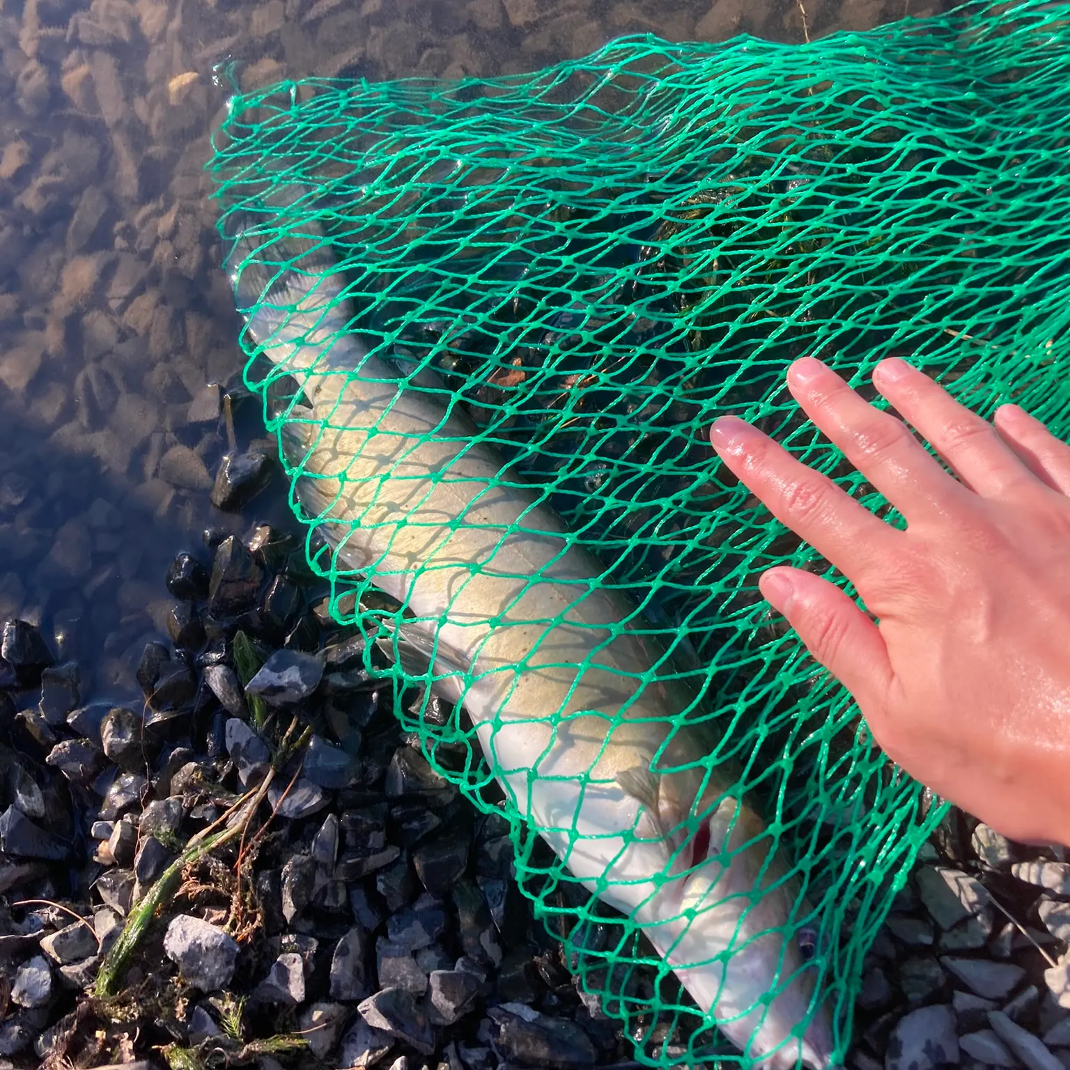 The most recent Blue catfish catches on Fishbrain
