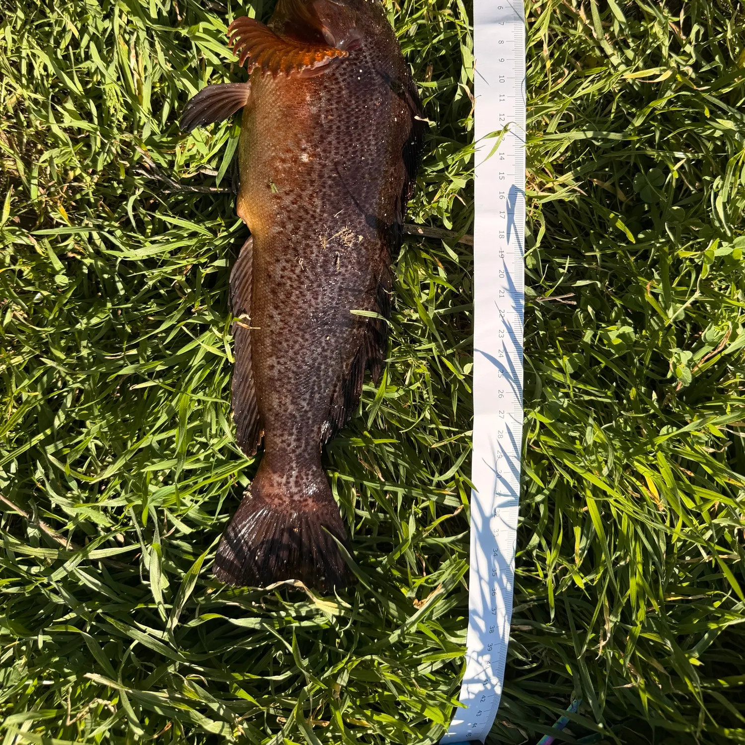 The most recent Kelp greenling catches on Fishbrain