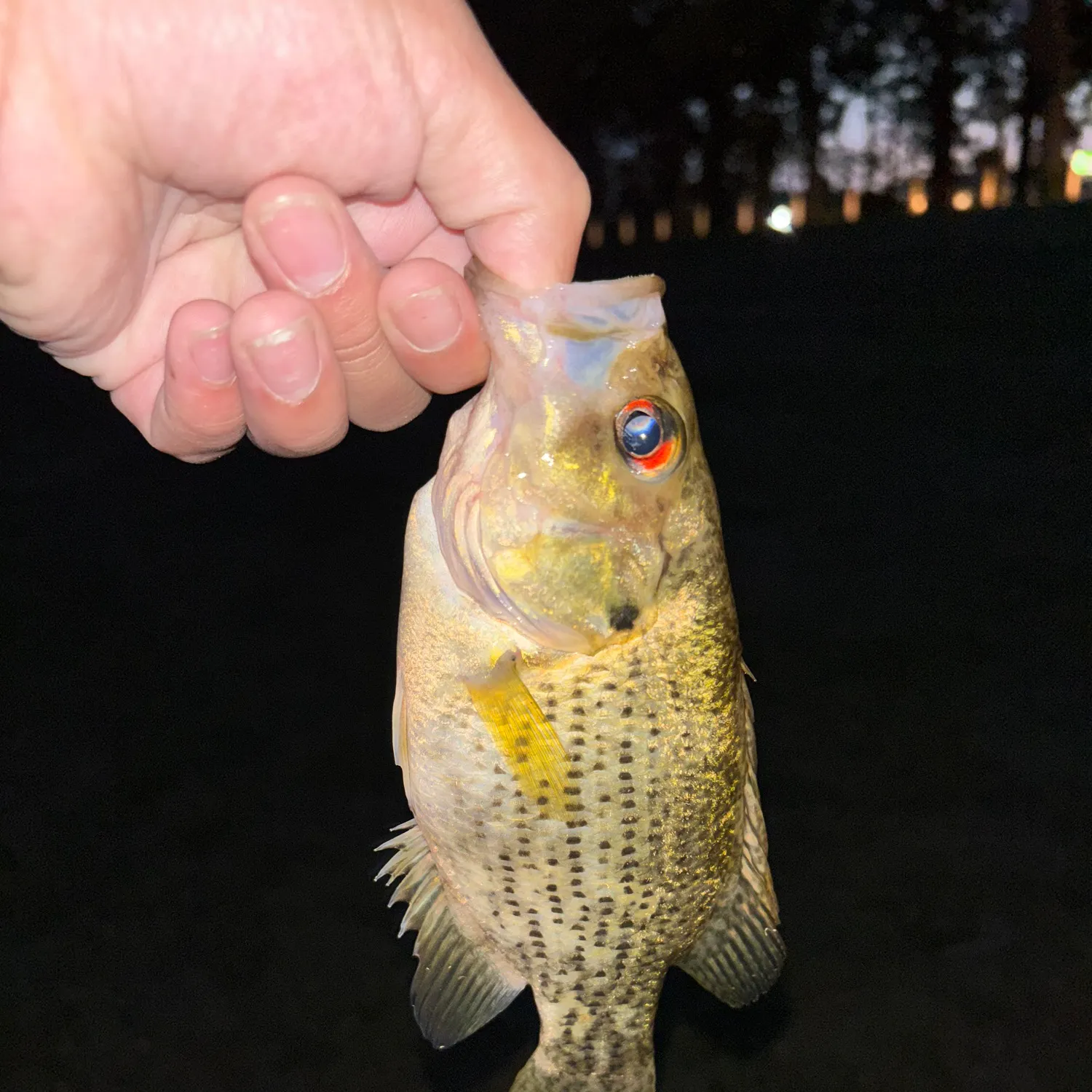 Rock bass caught on Fishbrain