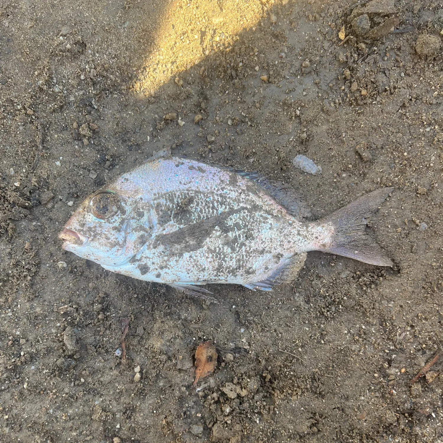 The most recent Australasian snapper catches on Fishbrain